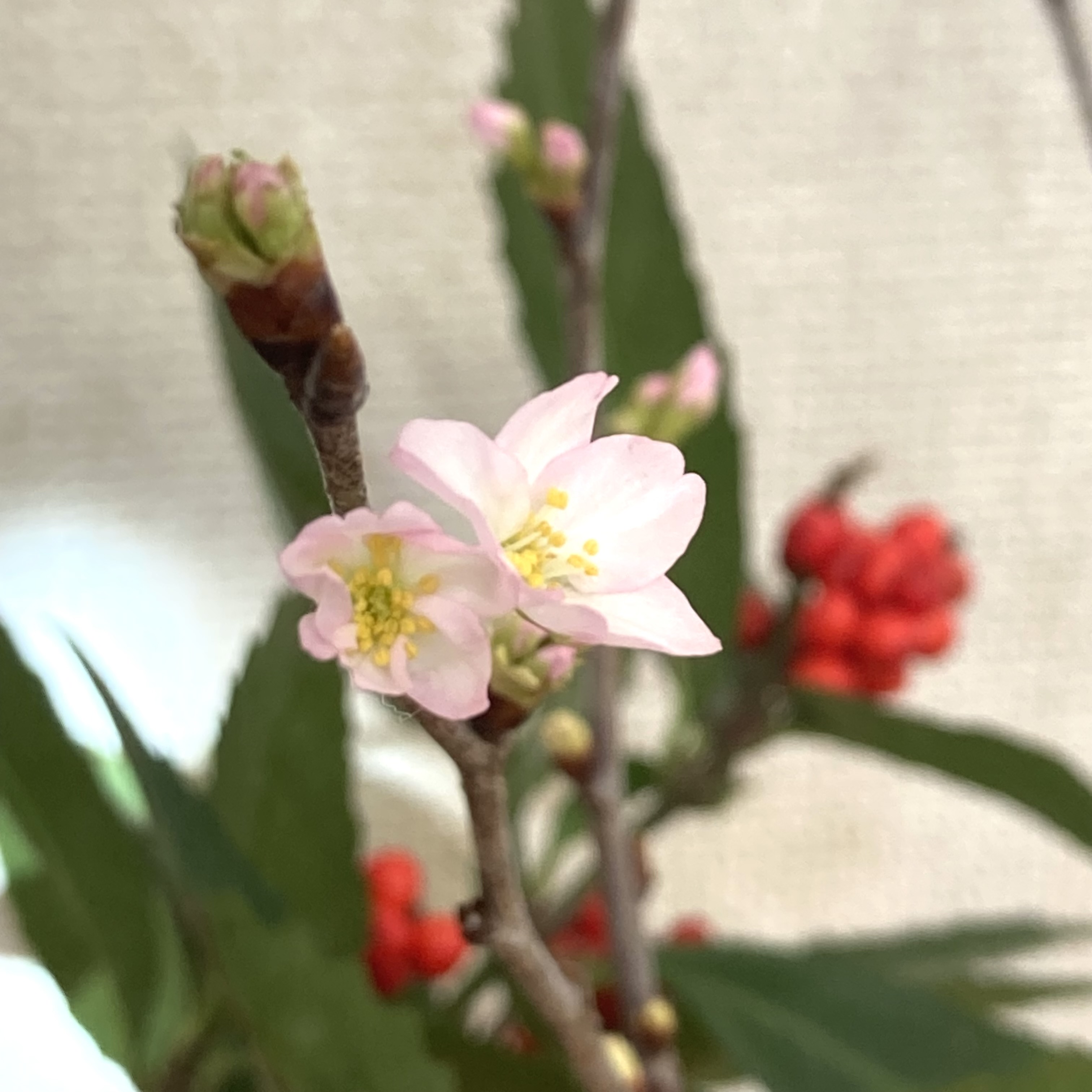 恭賀新年_2026年