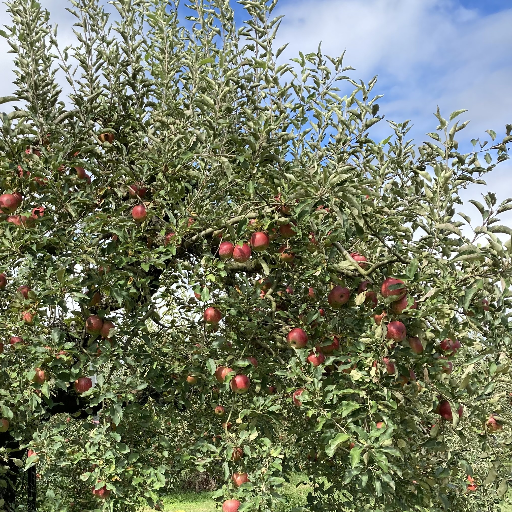 林檎のお酒_シードル