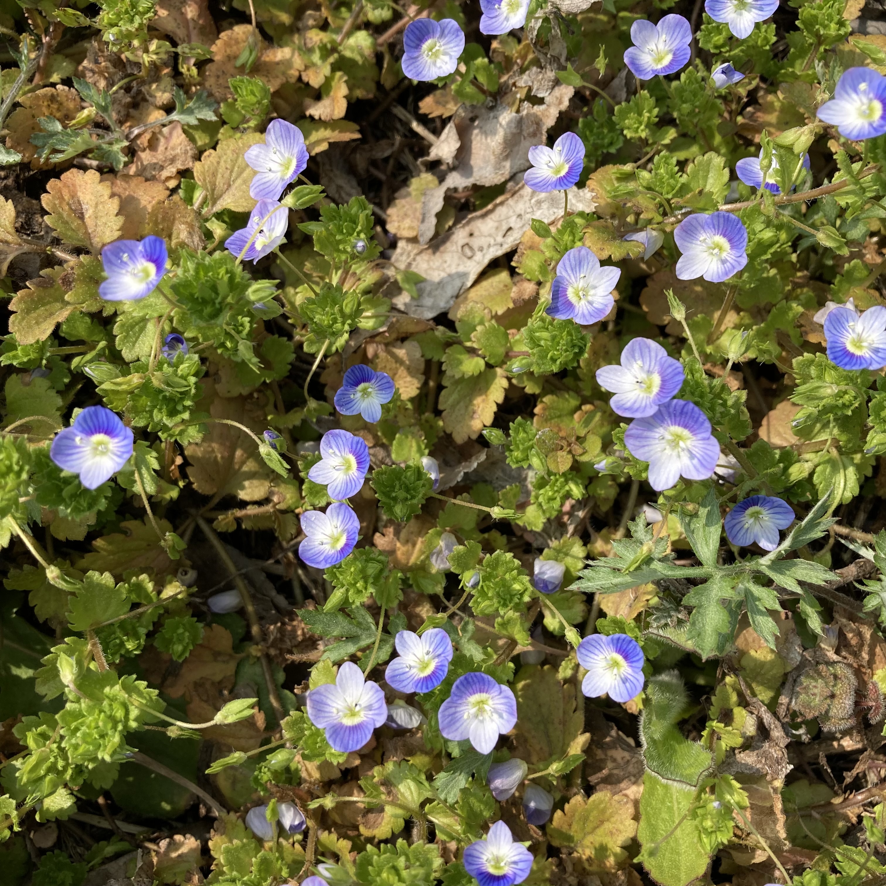 紅玉りんご_2025年産_完売お礼