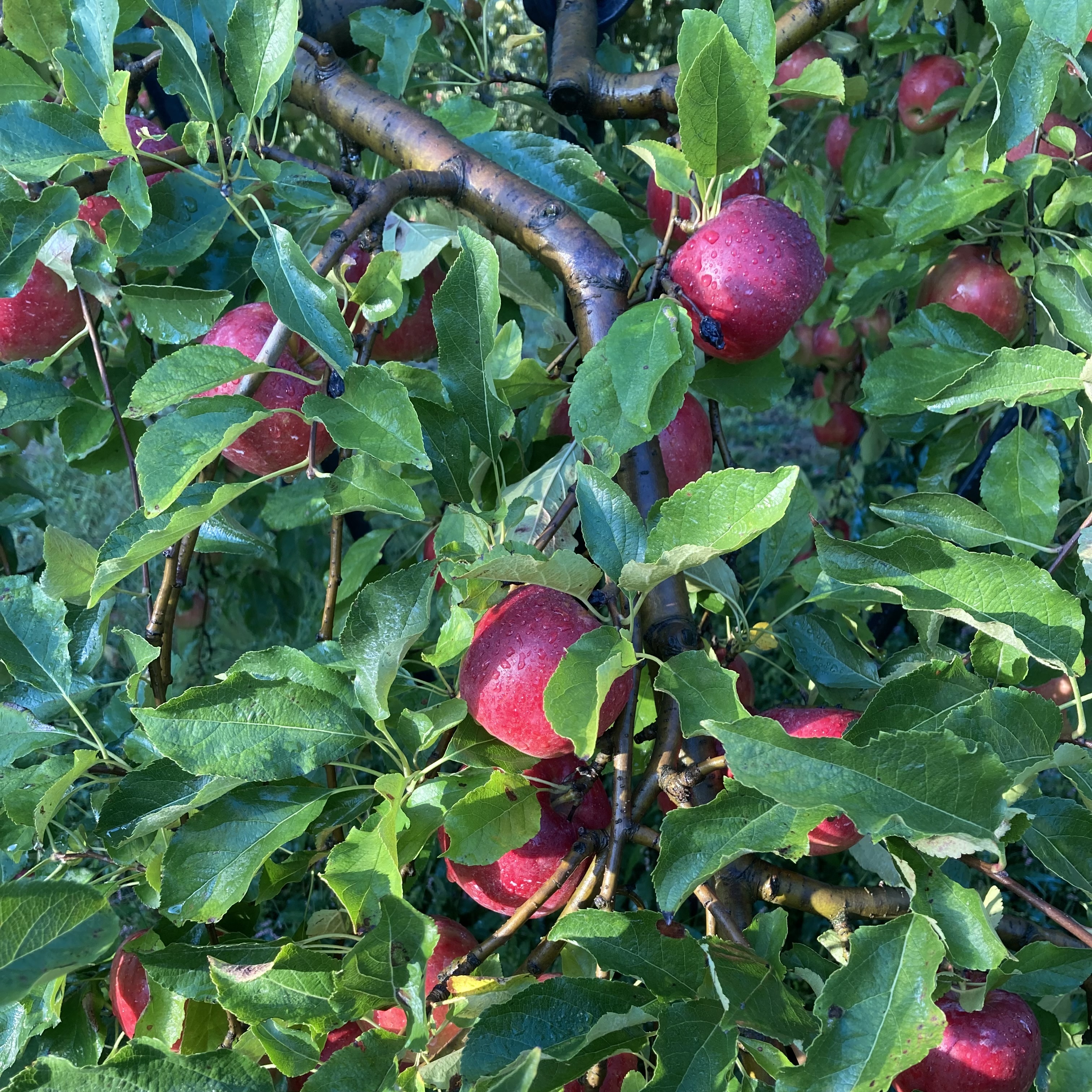 りんご_紅玉_2025年