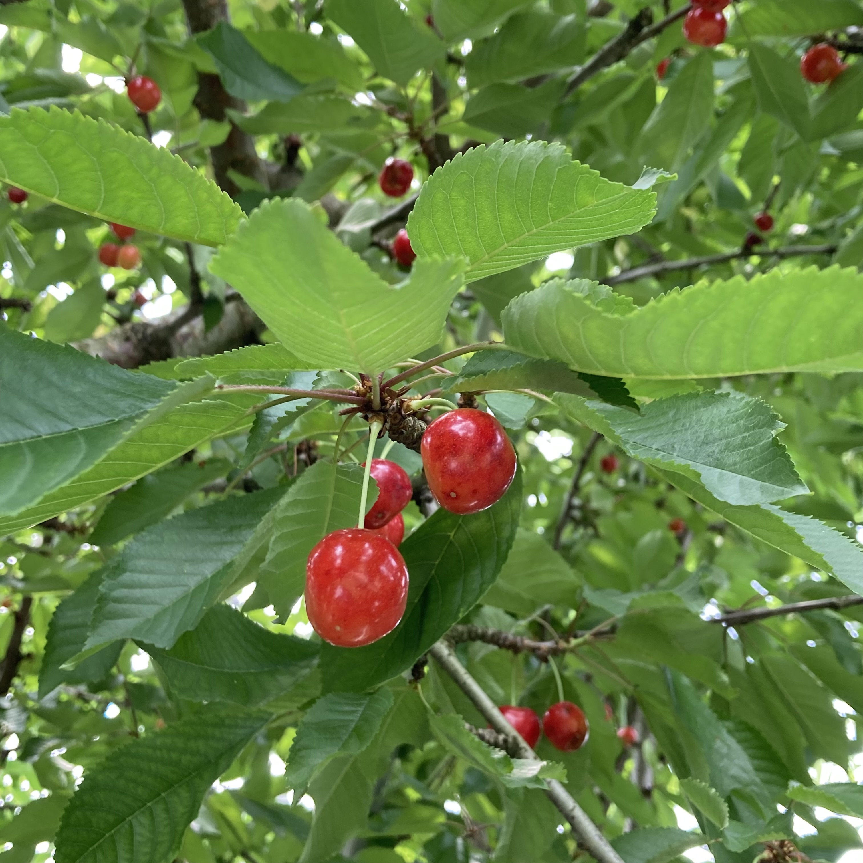 さくらんぼ_佐藤錦