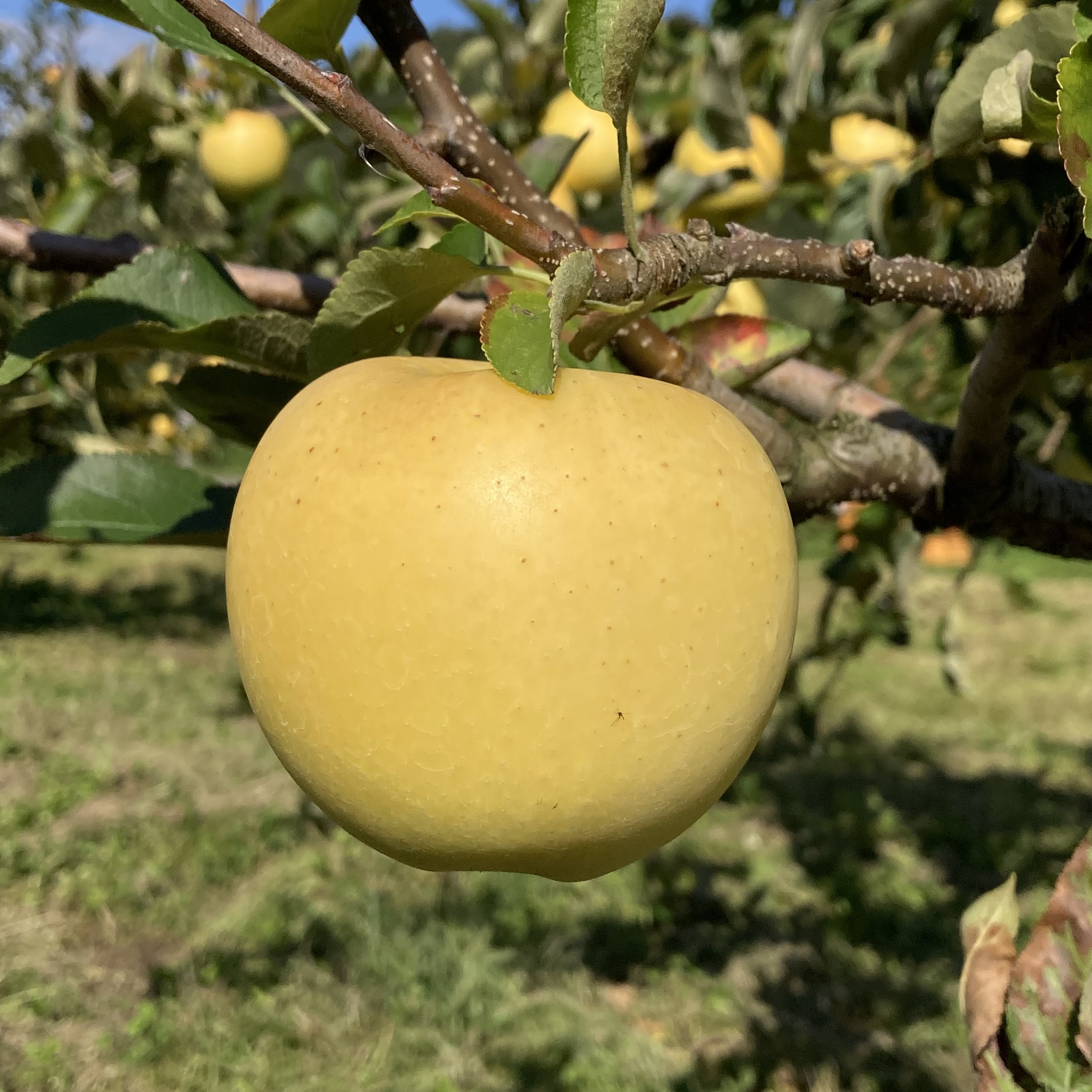 りんご_シナノゴールド_2025年