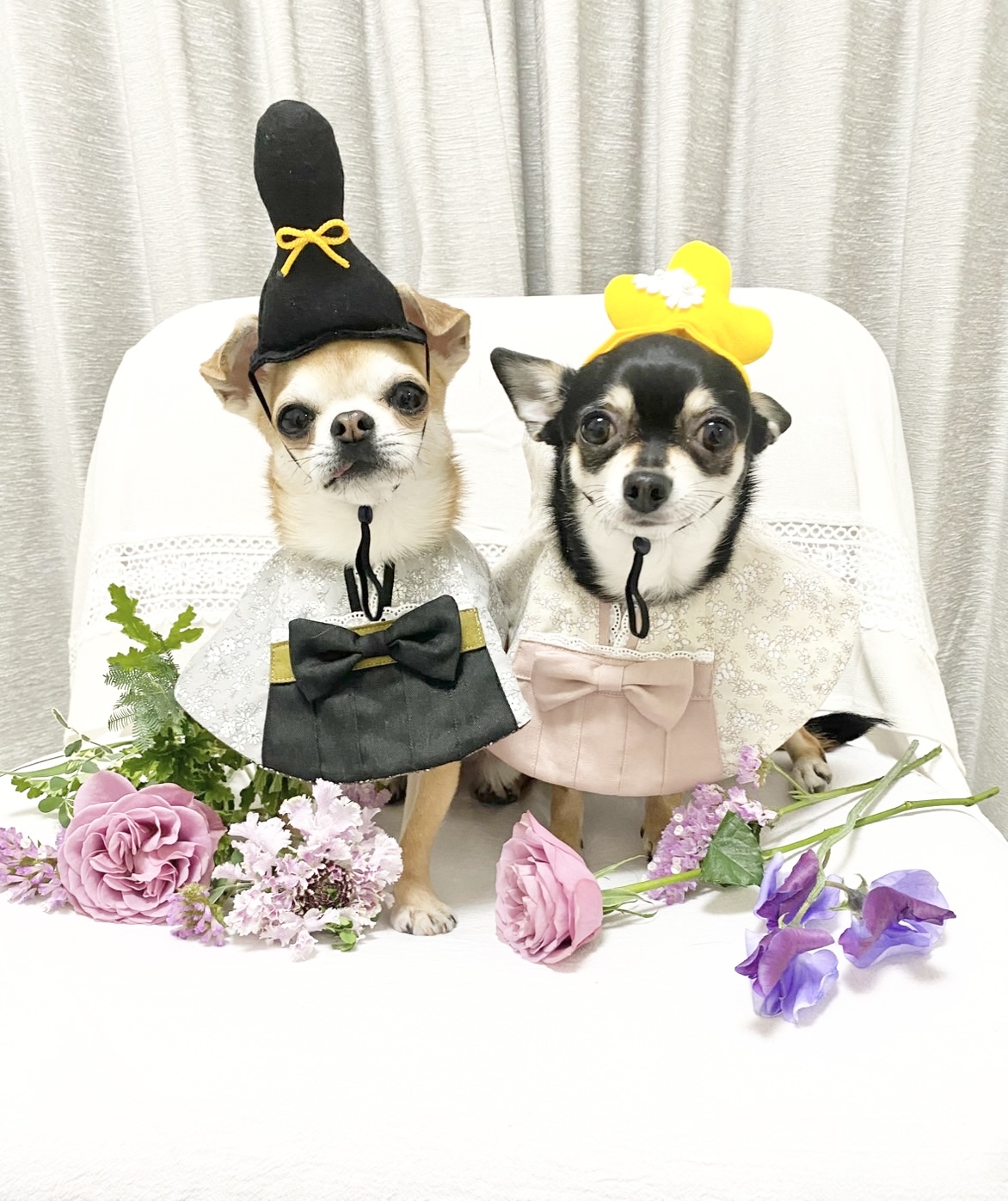 わんバサダー颯太くんのひなまつり着画とってもかわいいですよ❤❤❤