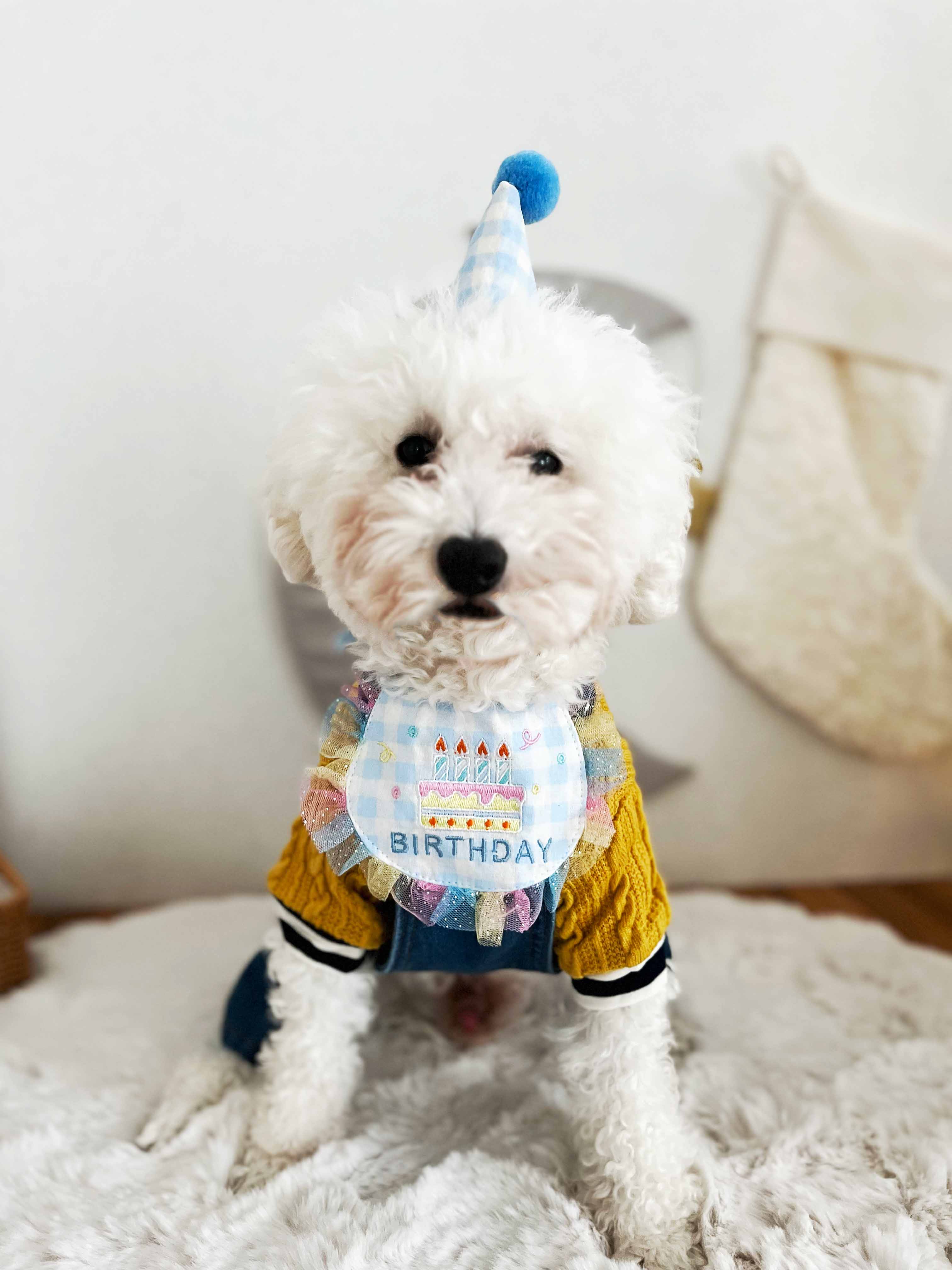 看板犬【 琥珀 】Happy Birthday♪　