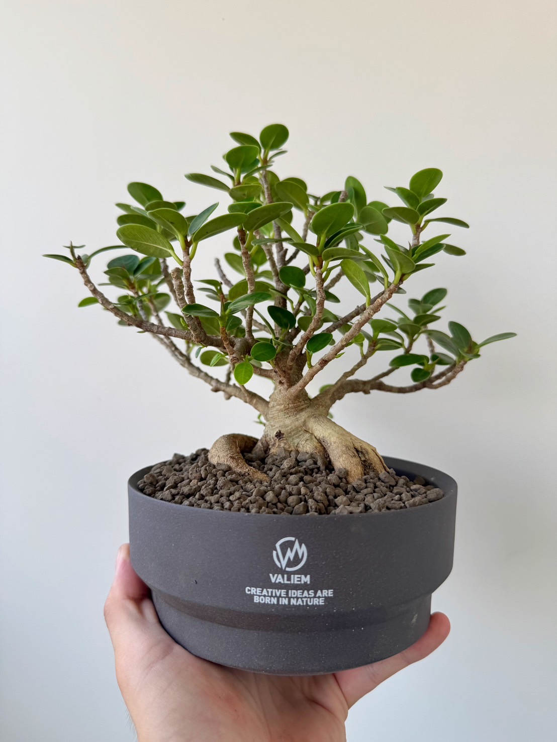 植物、鉢、ソフビなどを青坊主のストーリーで即売会を本日開催【24時間で消えちゃうのでお得がいっぱい】