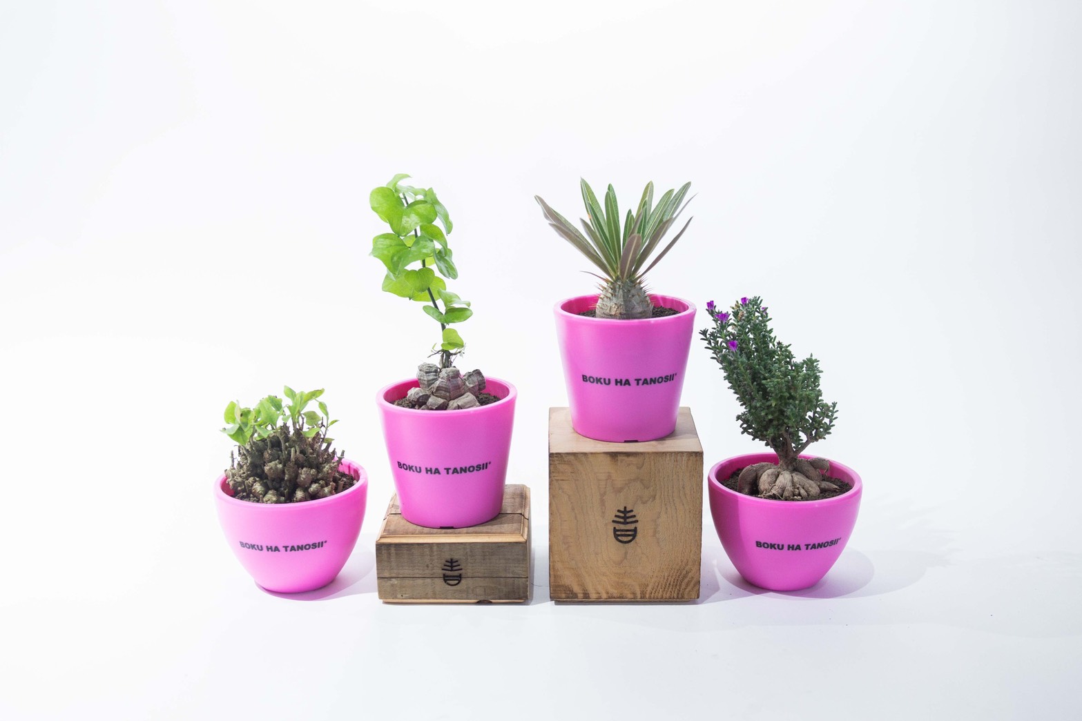【10/11 11時】オンラインストアにてボクタノ鉢新作"Shocking pink"植栽リリース