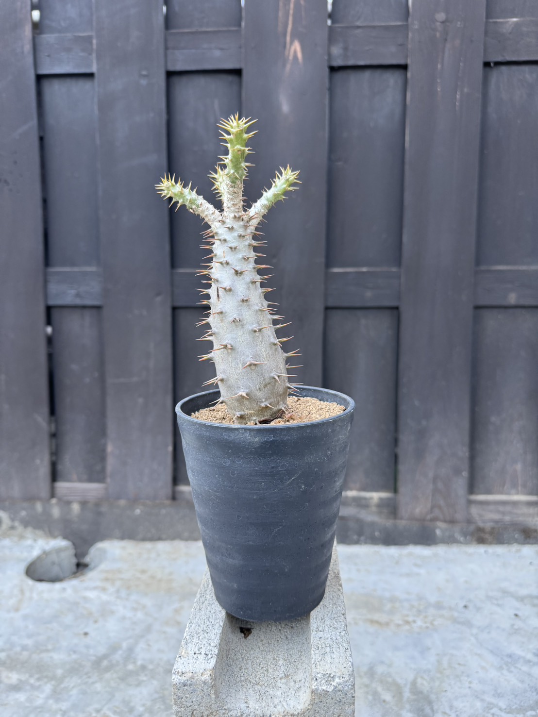 【3/22 20時】青坊主セレクト植物をリリース