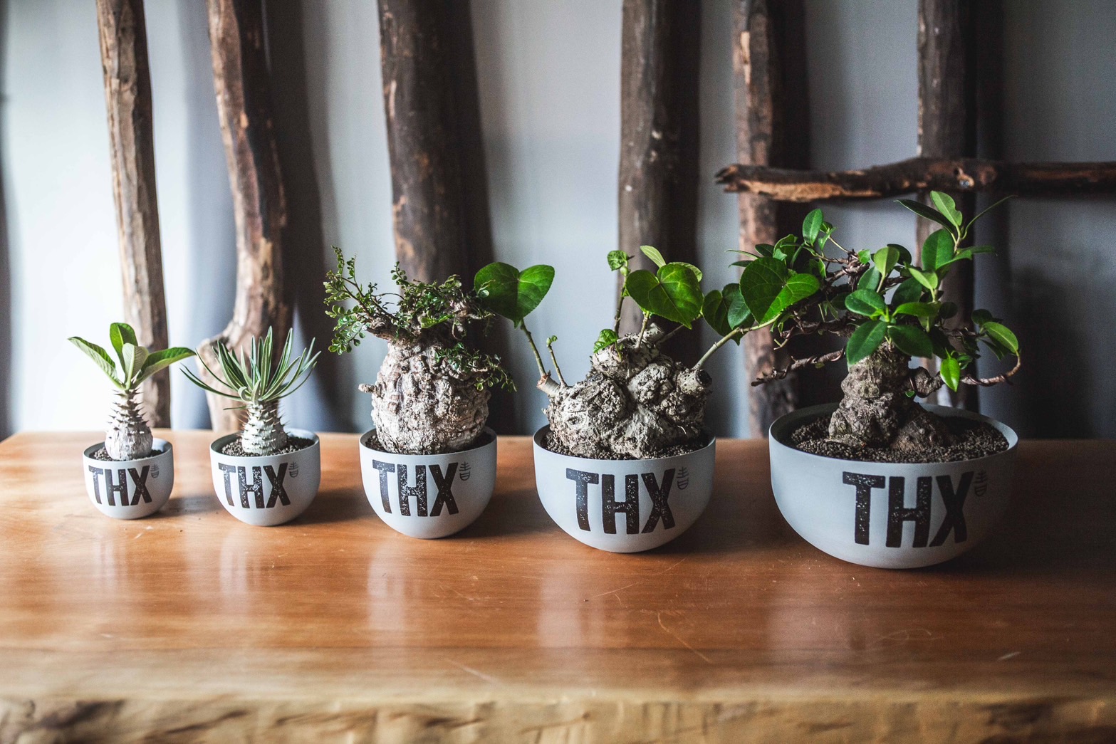 【本日20時】青坊主5周年記念プロダクトVALIEM THX鉢 植栽リリース