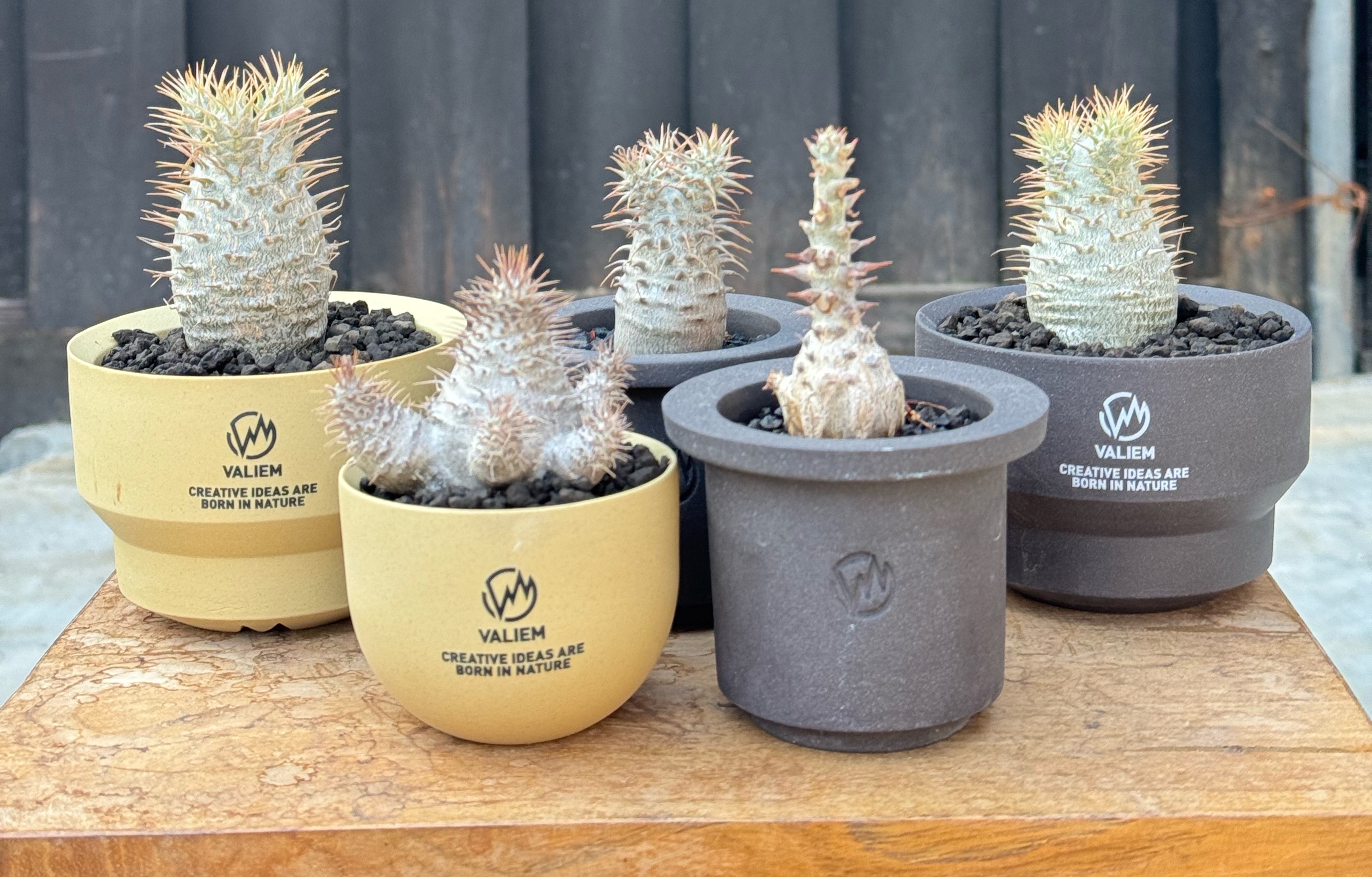 本日20時リリースのVALIEM×小品サボテン