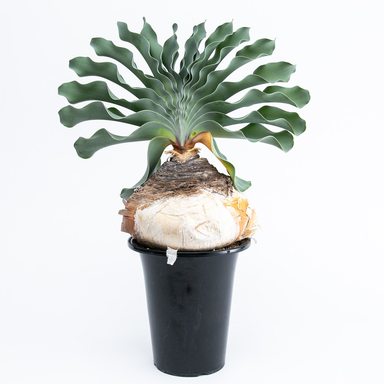 1/23 20:00オンラインストアに植物をリリースします！