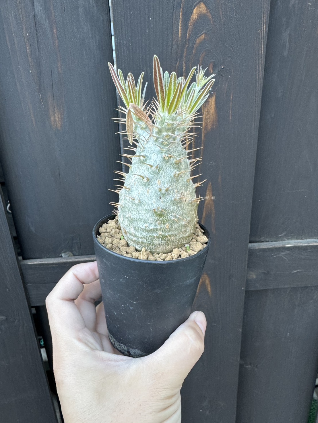 新潟から持ち帰ったモノを本日20時リリースします！