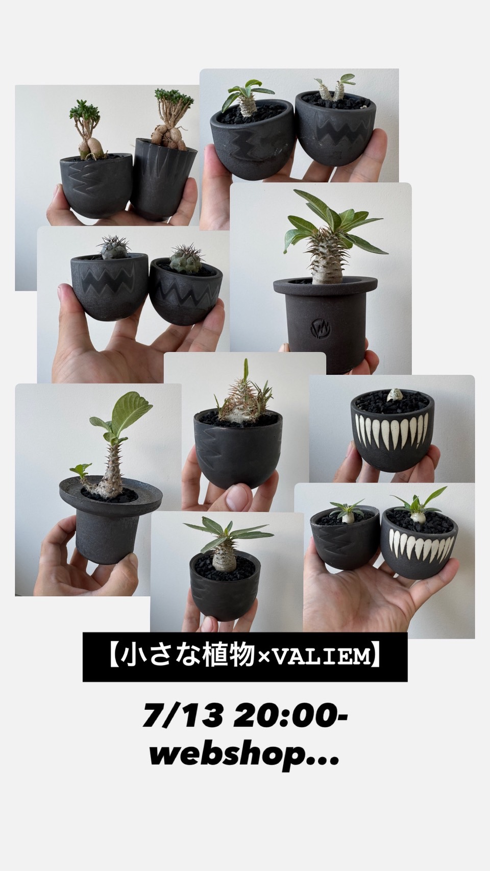 【7/13 20時】小さな植物×VALIEM 定番からお得までいろんな植栽集めました！【企画販売】
