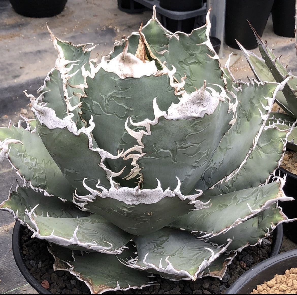 新潟から持ち帰ったモノを本日20時リリースします！