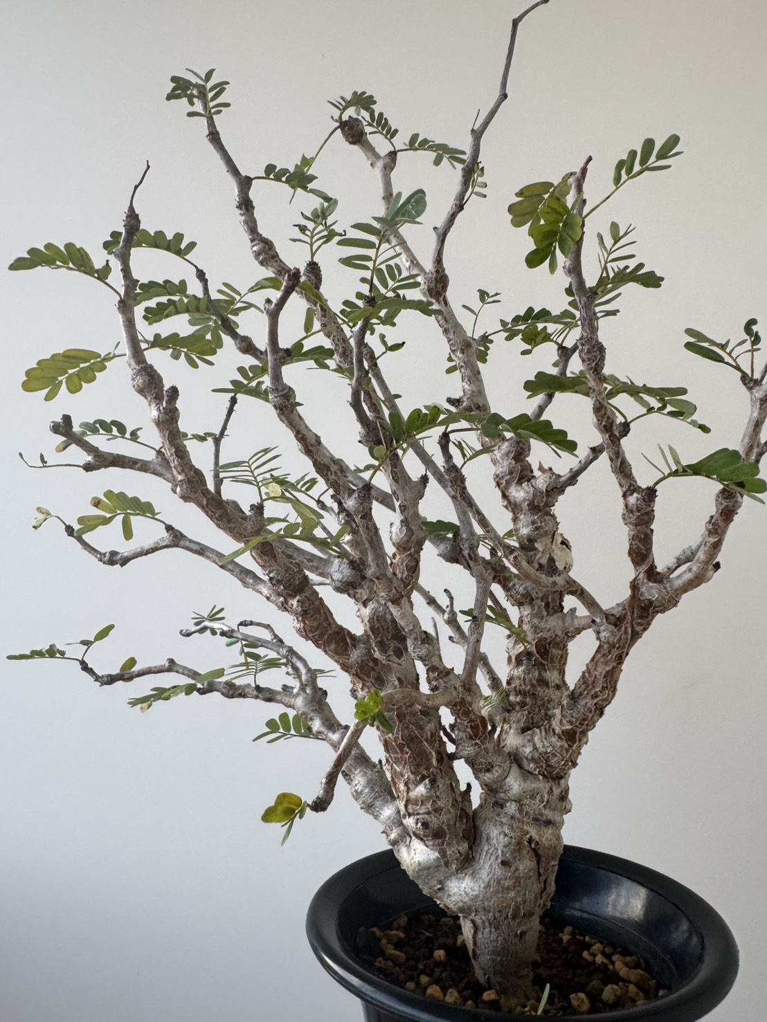 本日20時植物をリリース!セレクト色々30株ほどと大量更新。