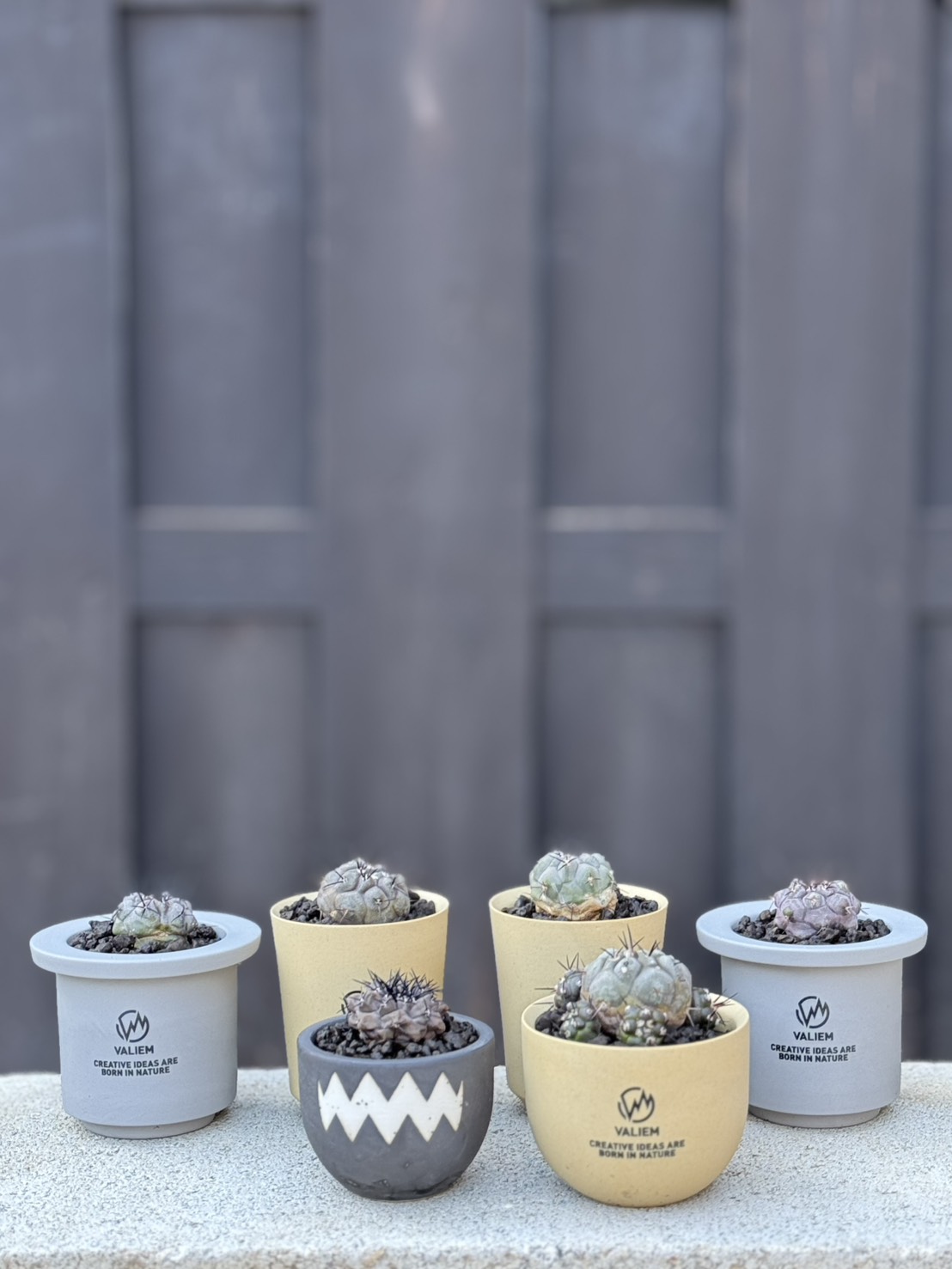 2/15 20時 小品サボテン×VALIEMをリリース【絶版鉢も】