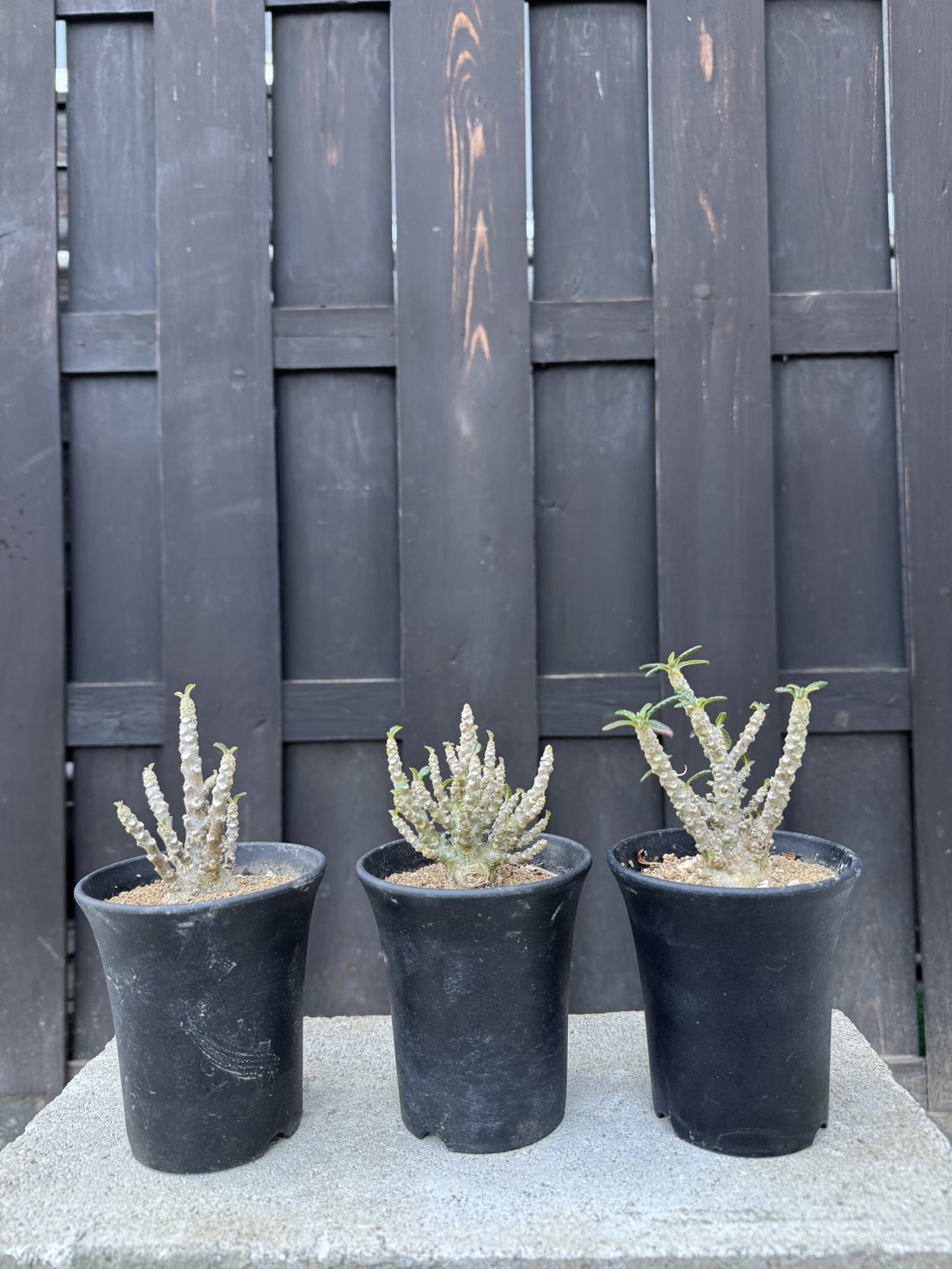 【3/22 20時】青坊主セレクト植物をリリース