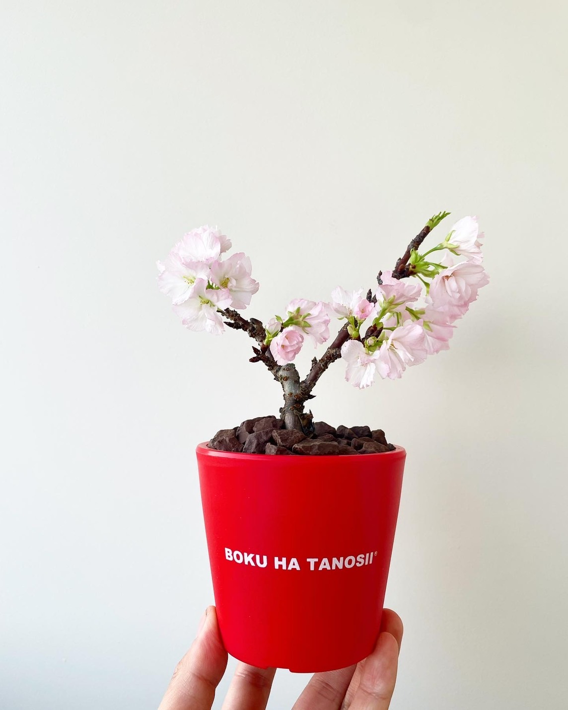 桜の苔玉、今季最終入荷しました。