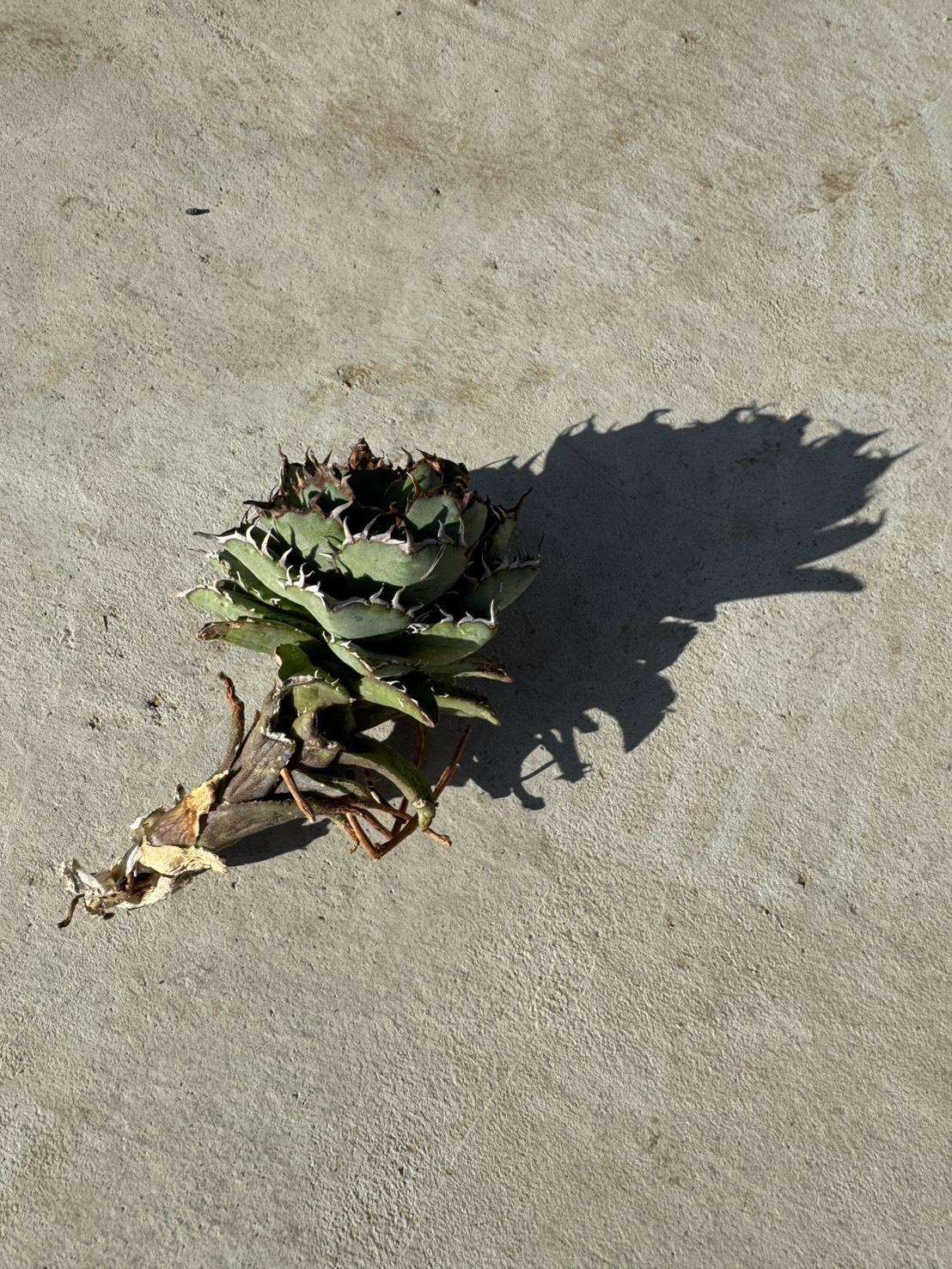 新潟から持ち帰ったモノを本日20時リリースします！