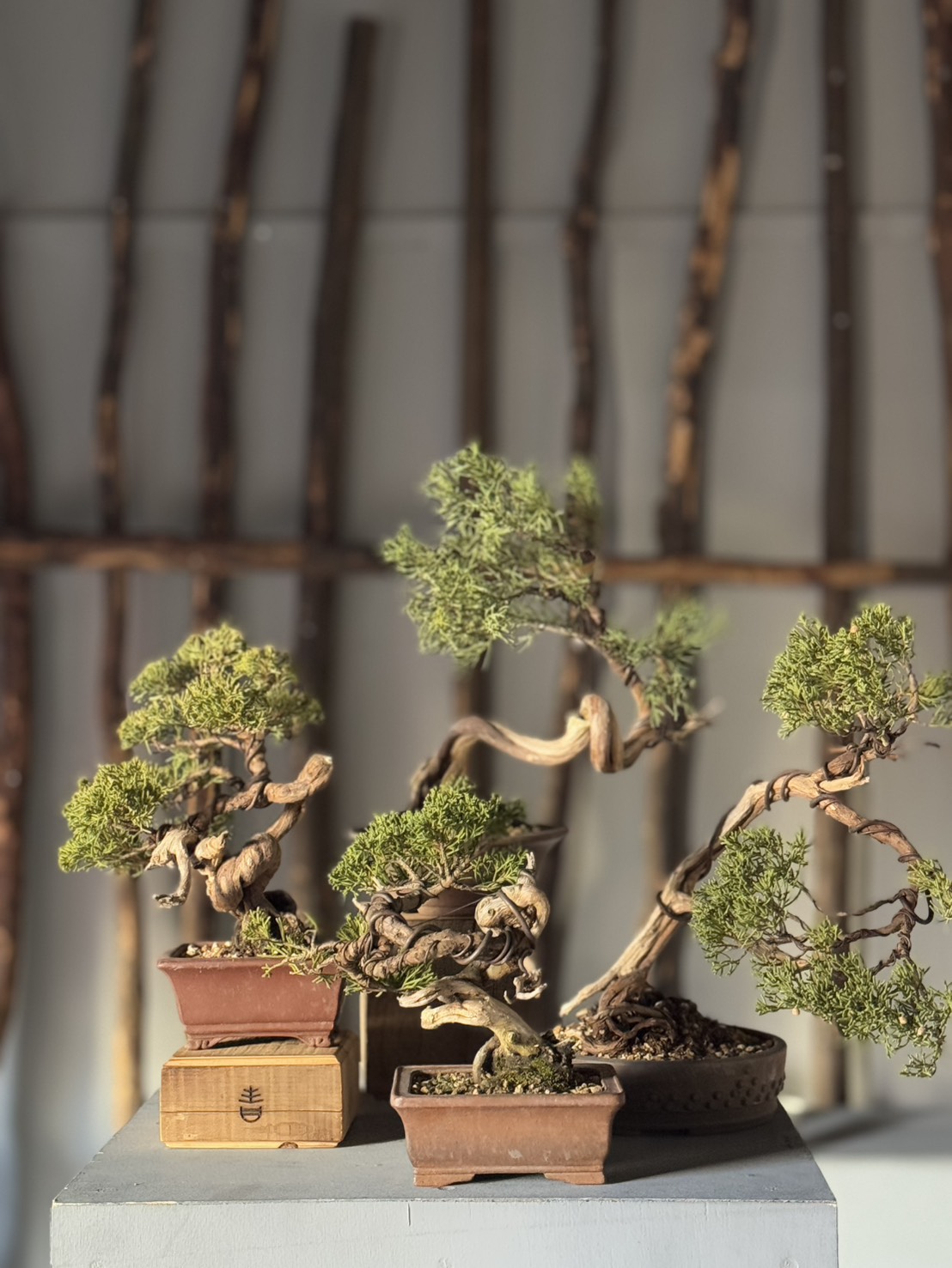 【1/4 20時】糸魚川真柏をリリースします【盆栽】