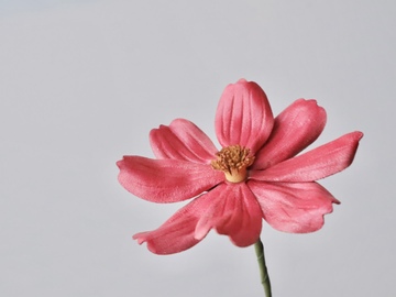 革花コスモスを、アクリル絵の具で作ってみませんか?