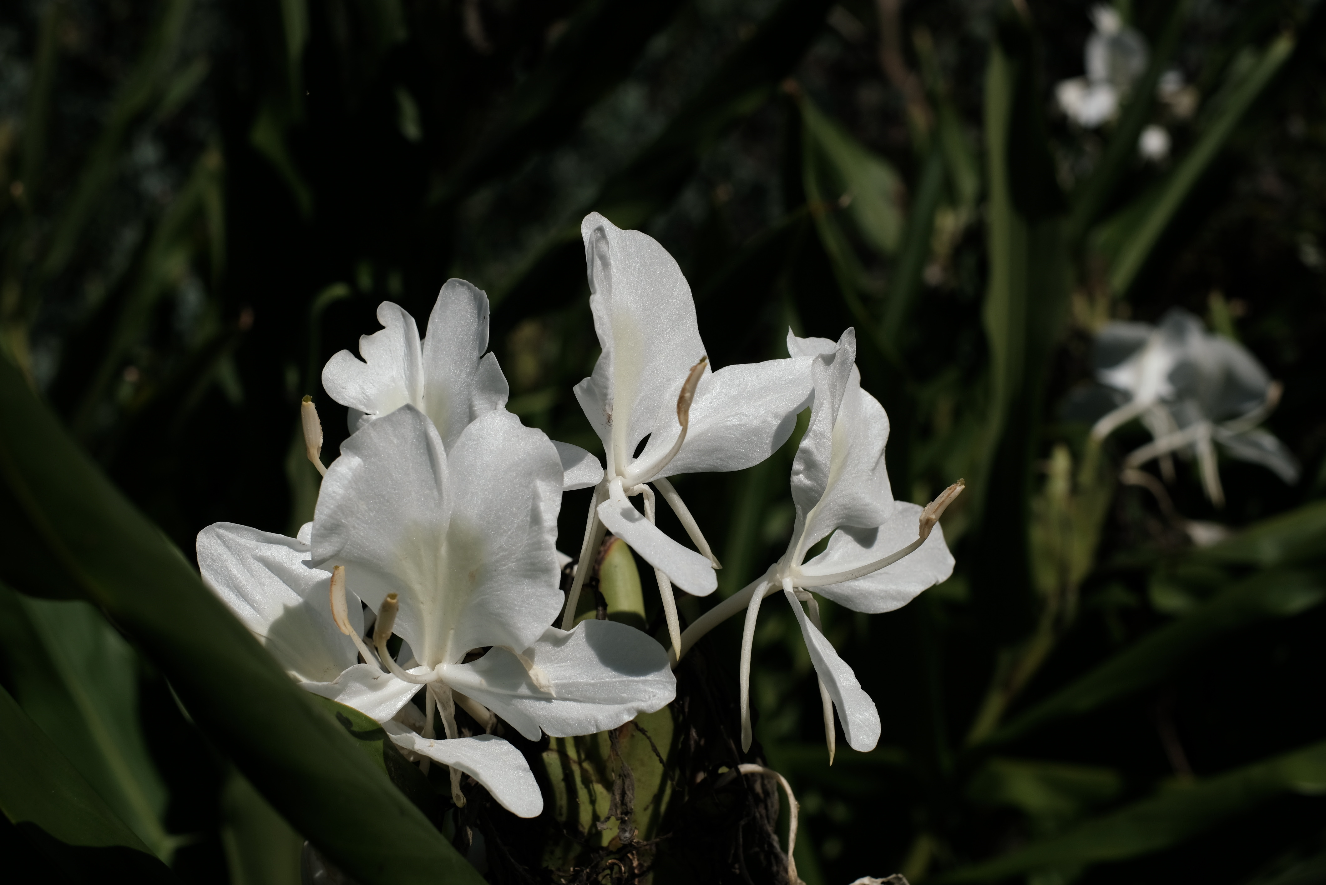 白花のジンジャー