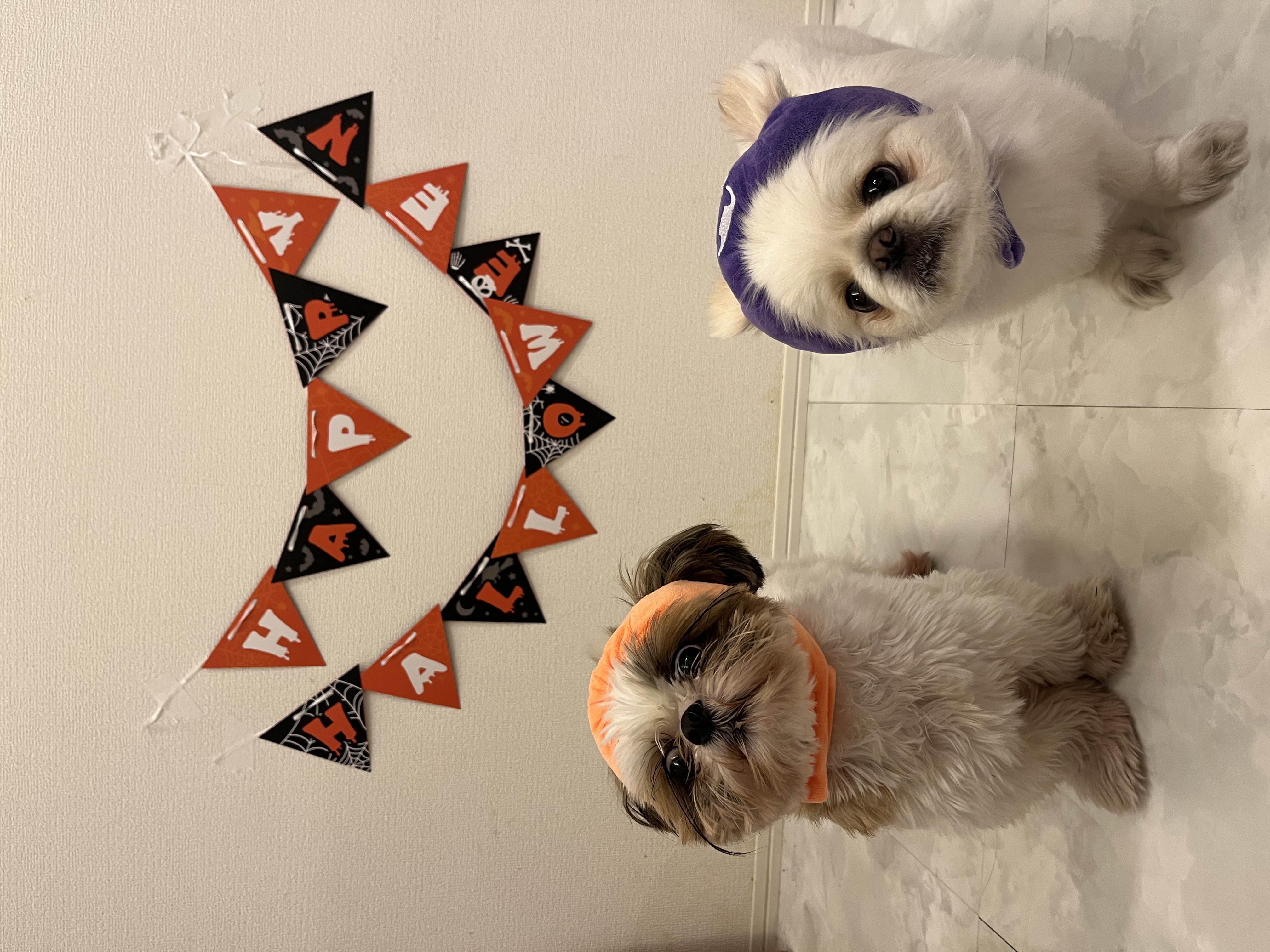 ハロウィンは愛犬と一緒に楽しもう!