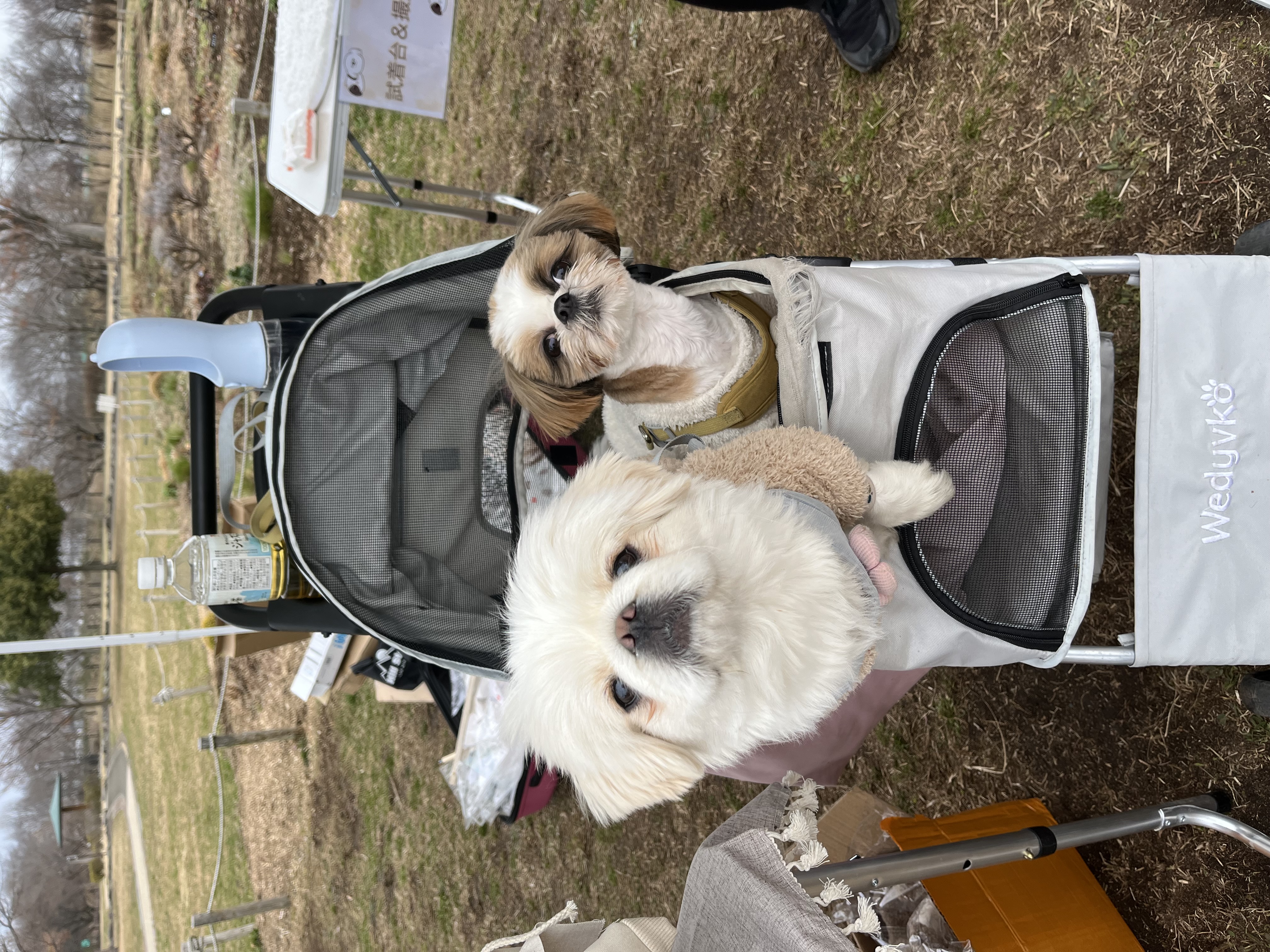 ︎✿3月のマルシェの感想︎✿