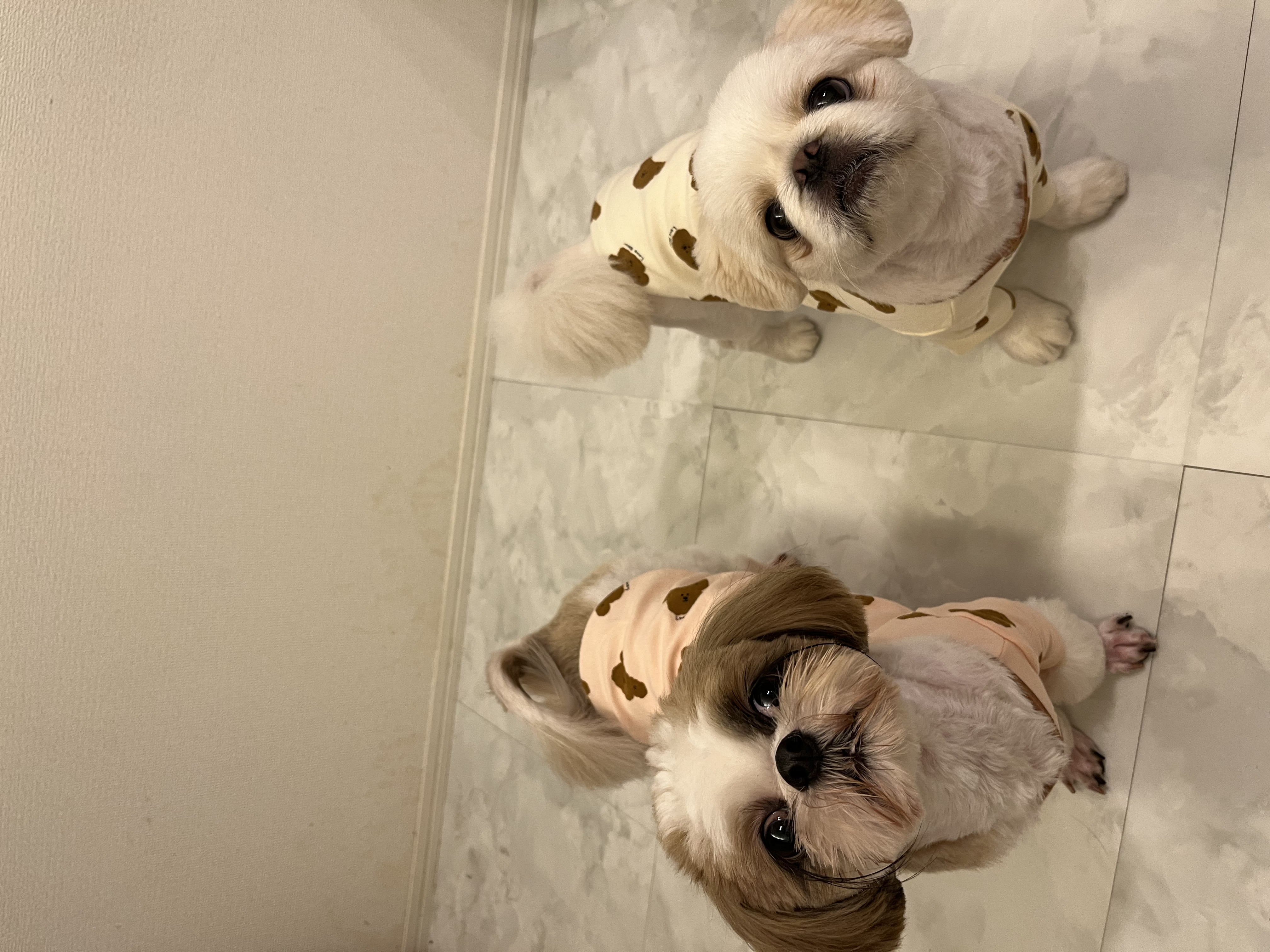 冬におすすめ!わんちゃんもぬくぬく♡ 冬生地ガイド