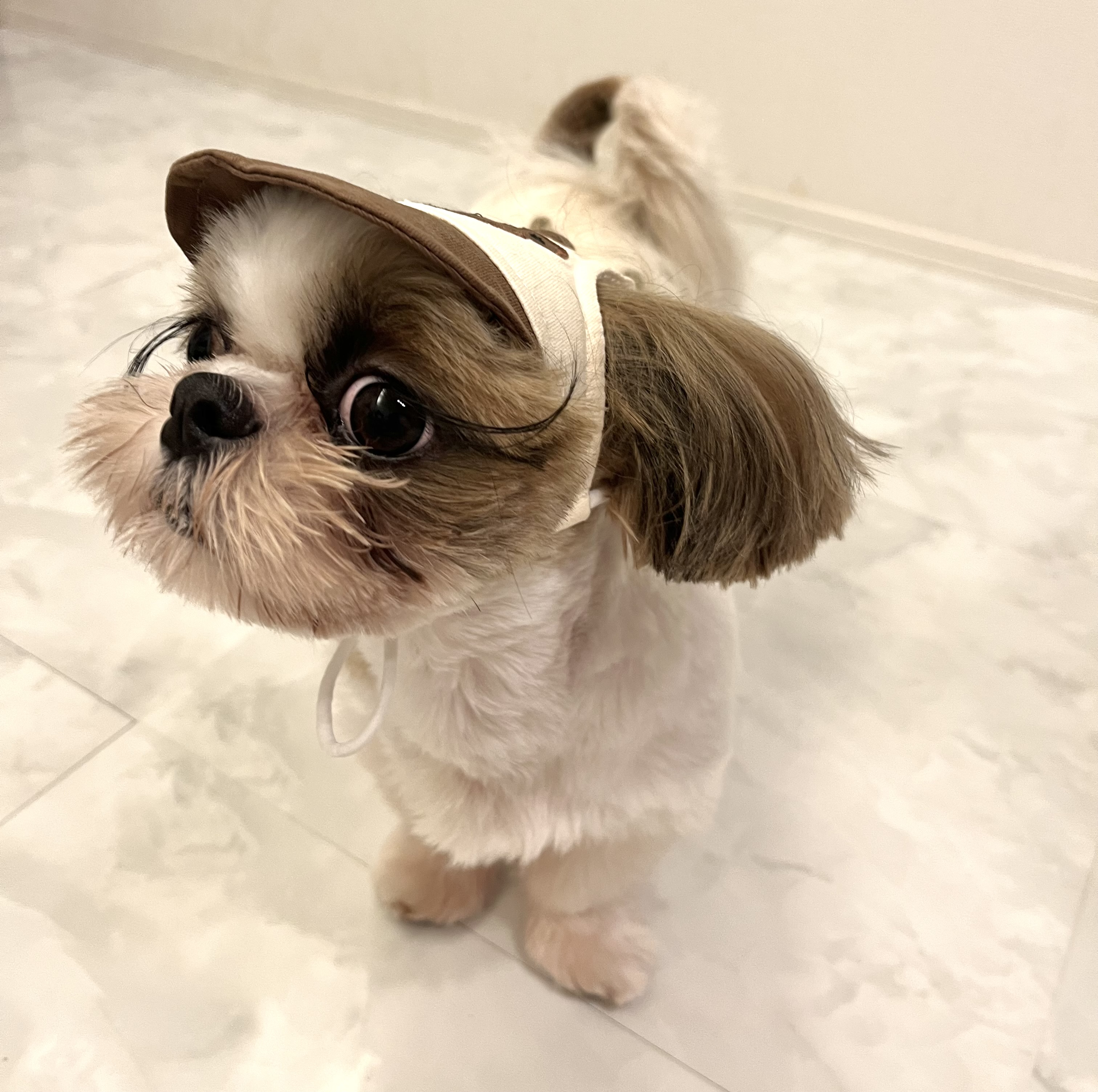 わんこの帽子ってどうなの？