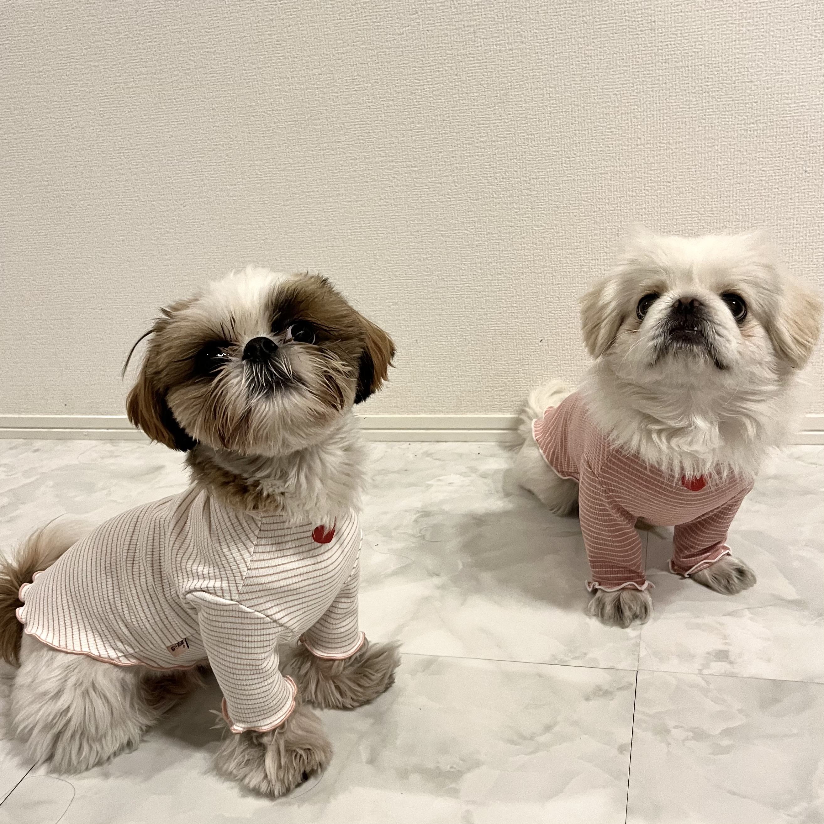 ☆犬服で花粉対策しよう！☆
