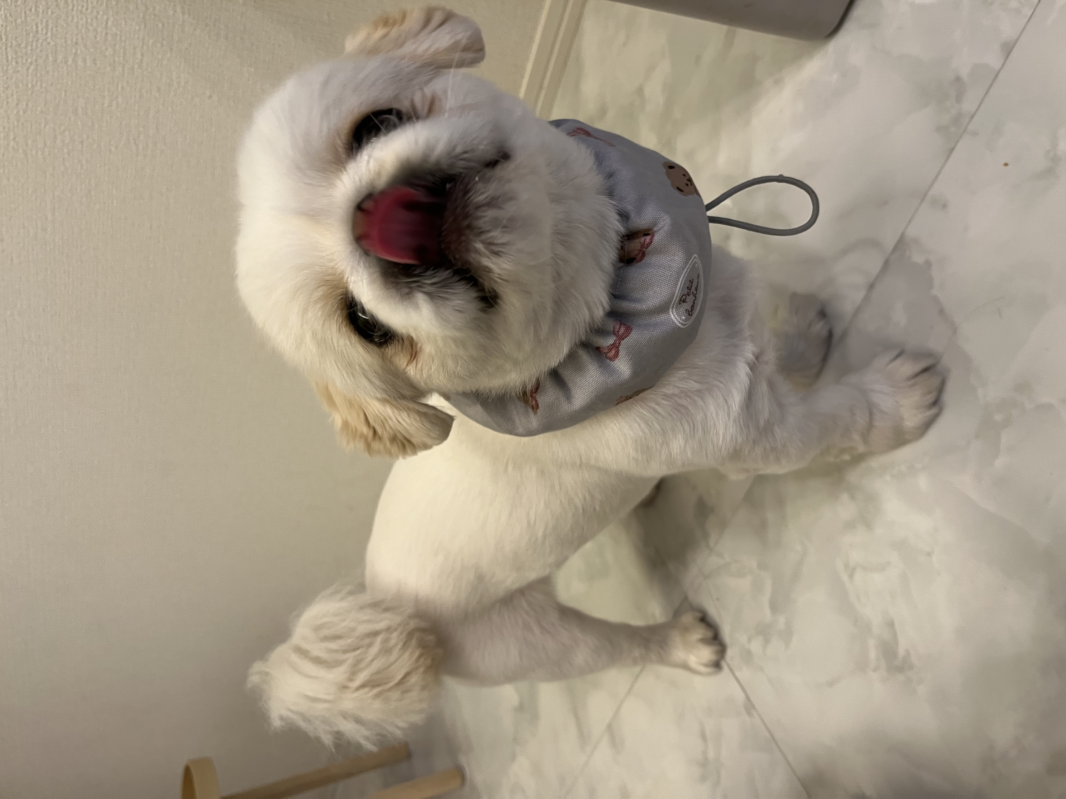 どこを冷やしたらいいの？