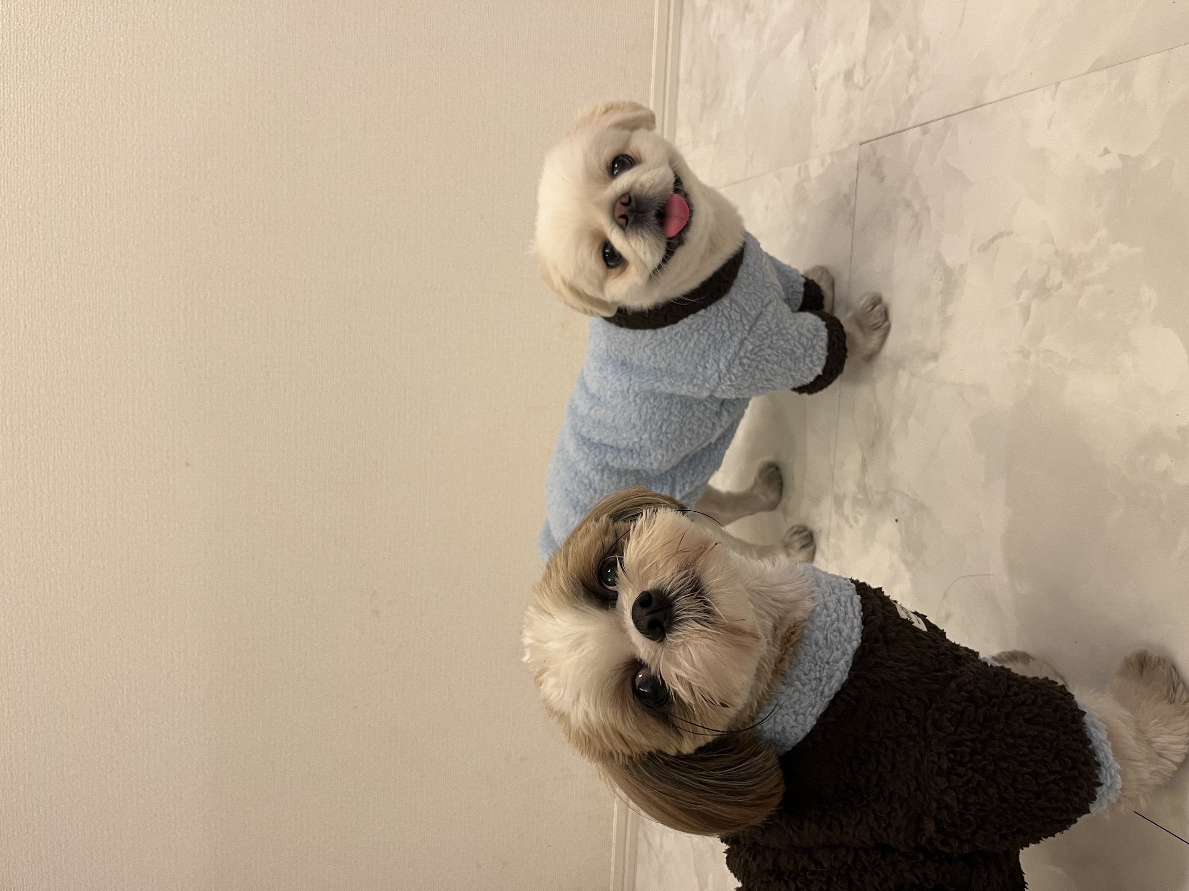 ☆1月新商品見どころ紹介‪☆