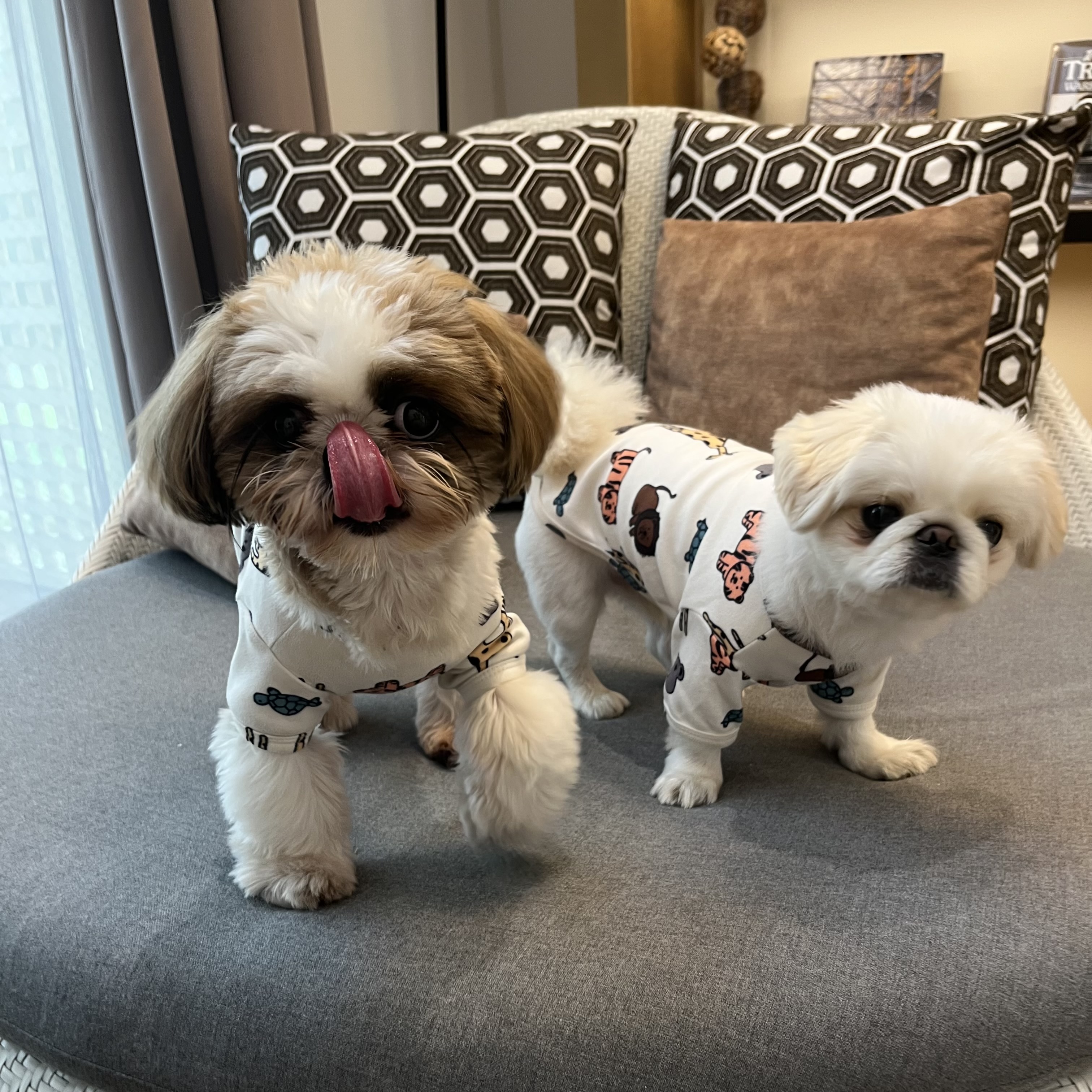 ♡わんこ秋服コーデ診断♡