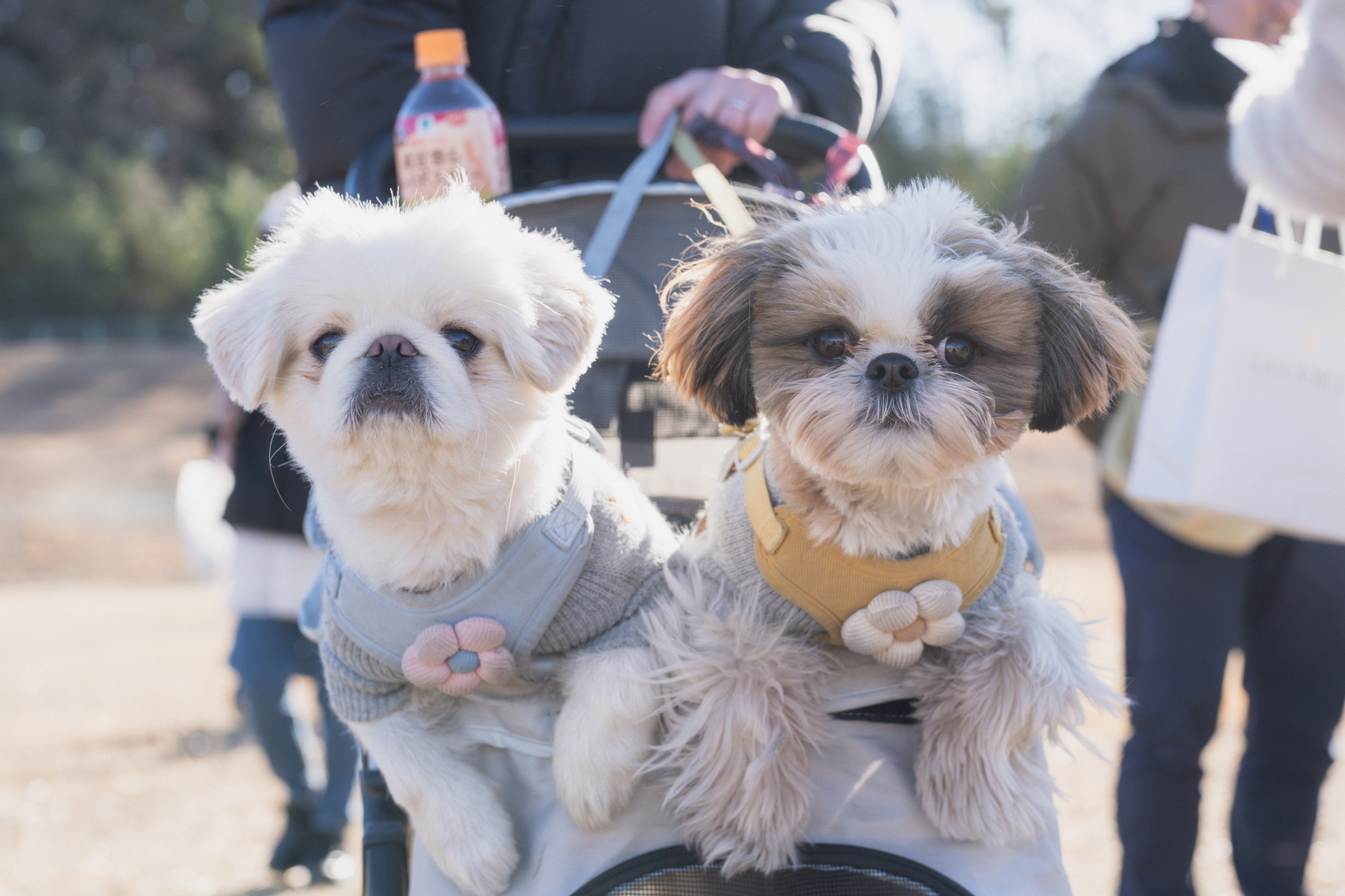 寒い季節のお散歩、気をつけたいこと5選