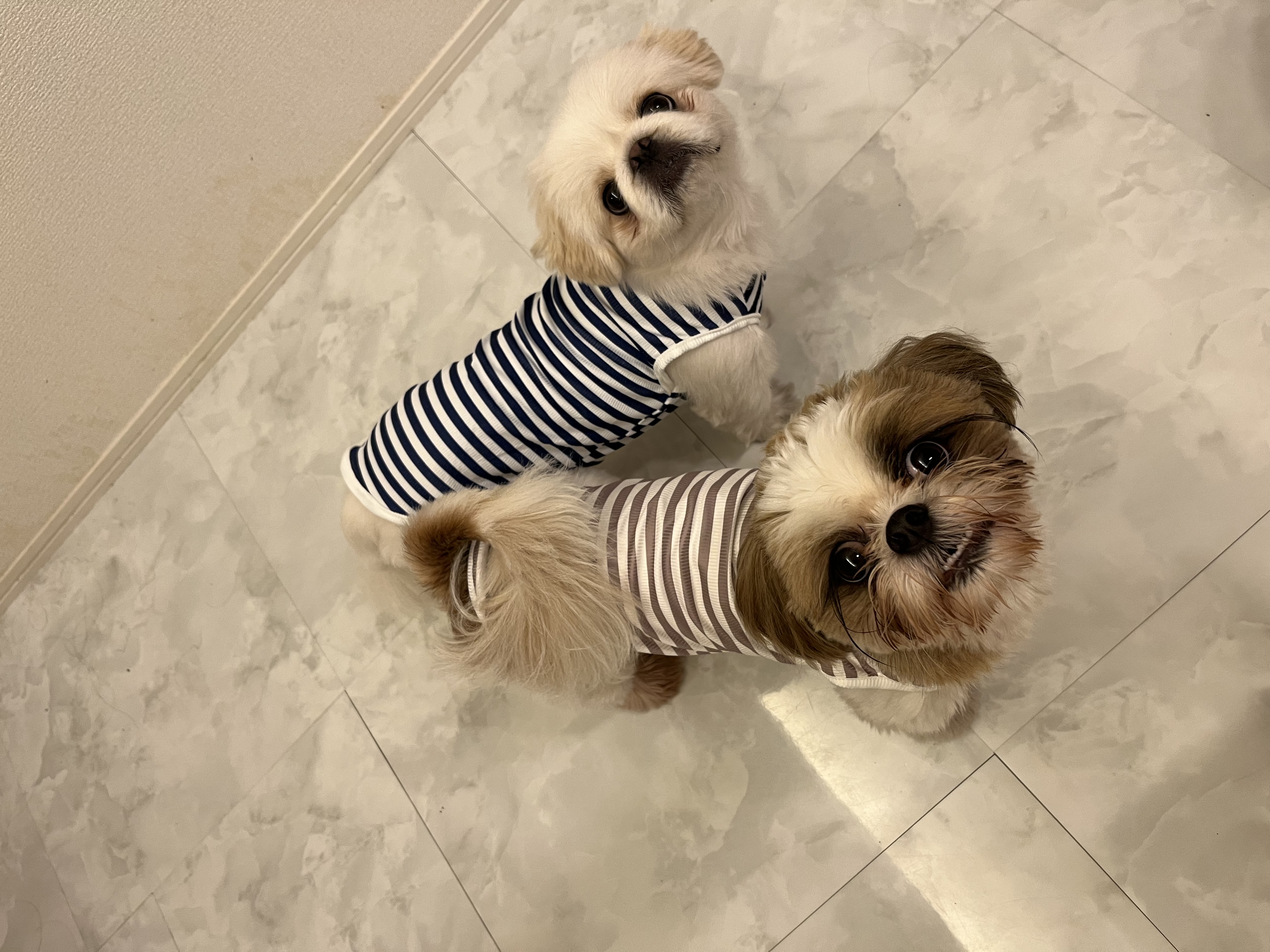 犬服を長持ちさせるためのお手入れ方法！