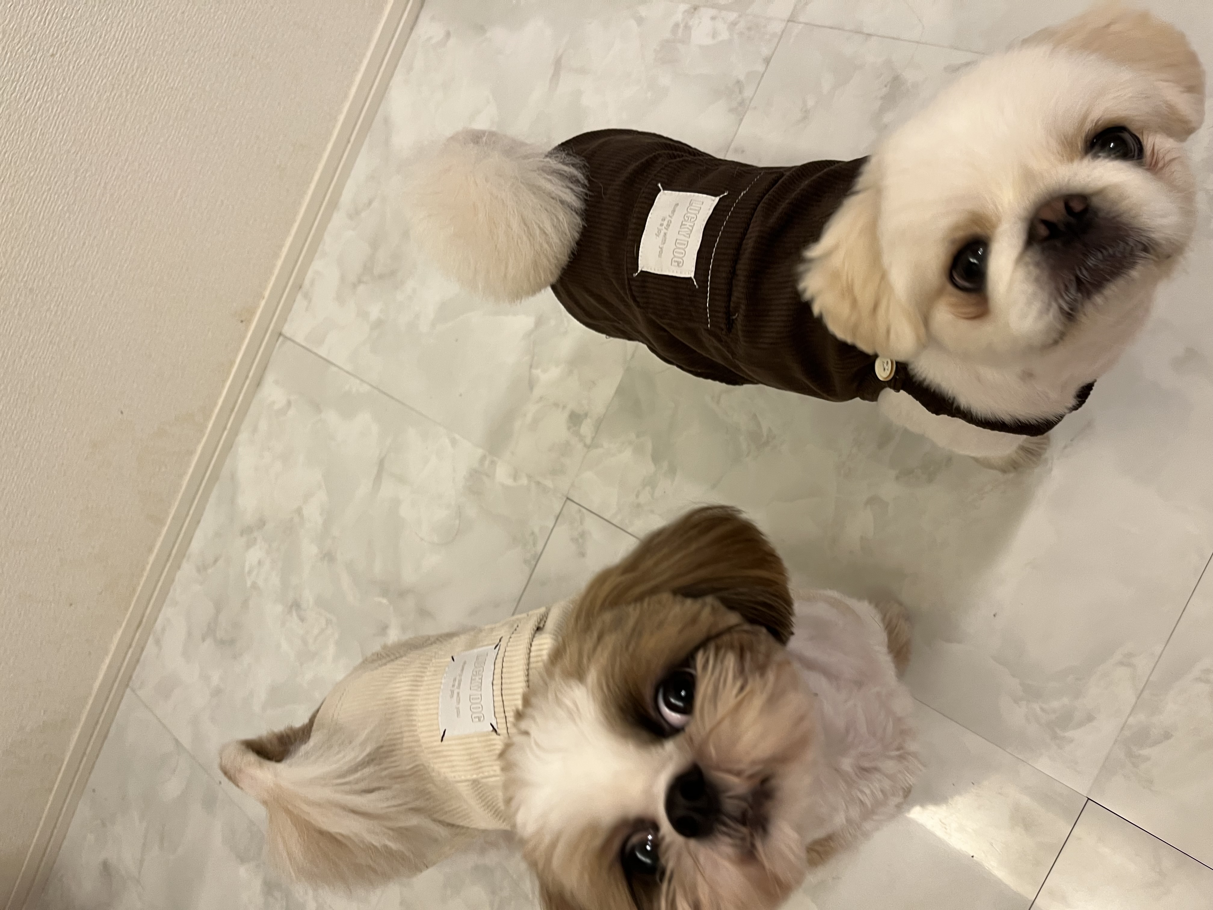 肌寒い季節にぴったり!秋から着たい犬服特集