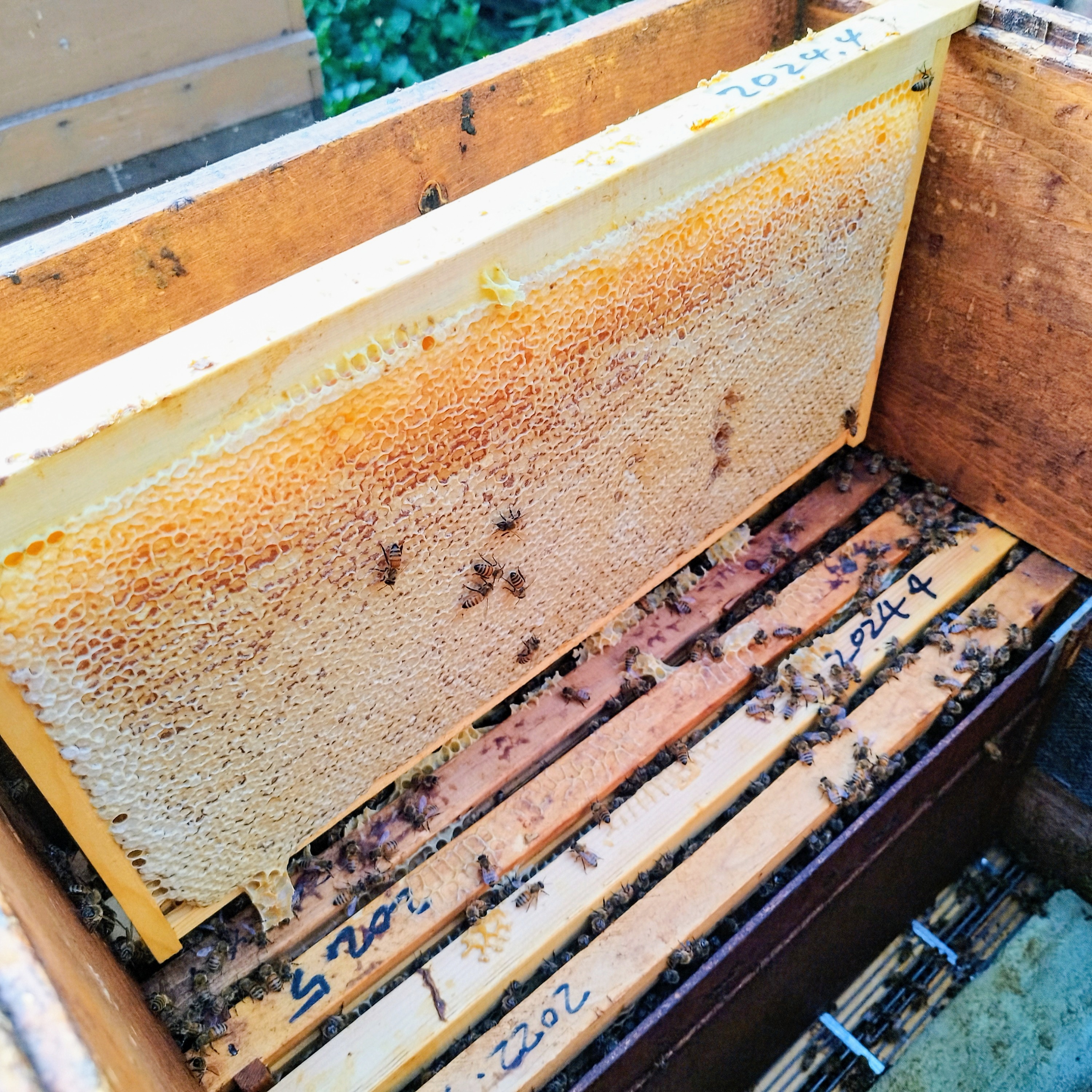 はじめまして　ラリューシュミツバチです