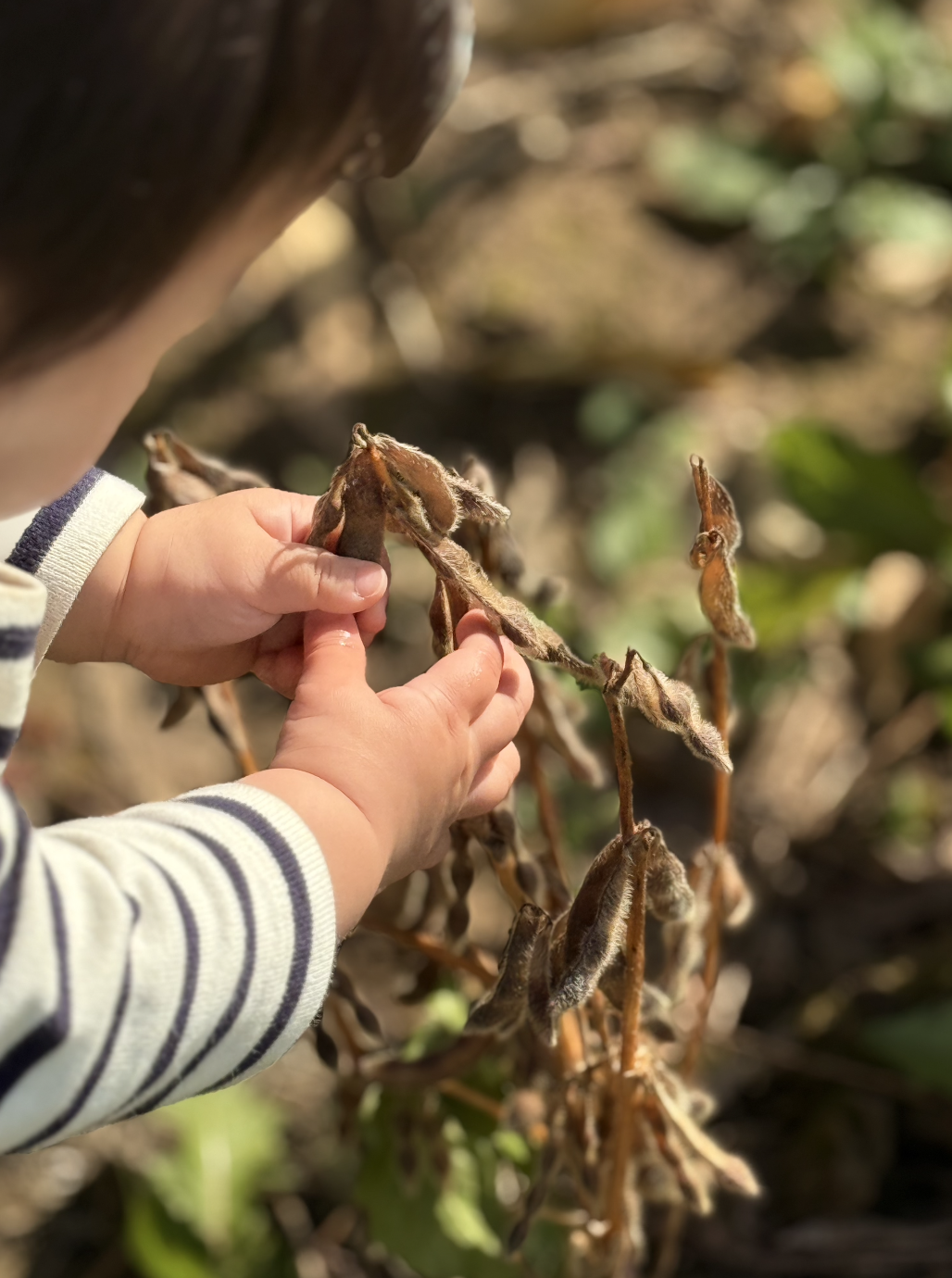麦の収穫と秋の入り口に寄せて