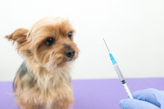 犬のワクチンはどうしたらいい？愛犬の健康を守る重要なステップ