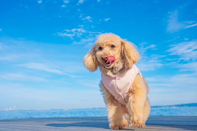 ヒューマングレード商品とは？愛犬愛猫への思いやりが詰まった選択