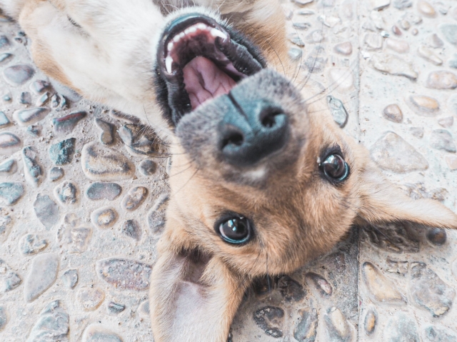 動物福祉とは？動物の幸せな暮らしを考える