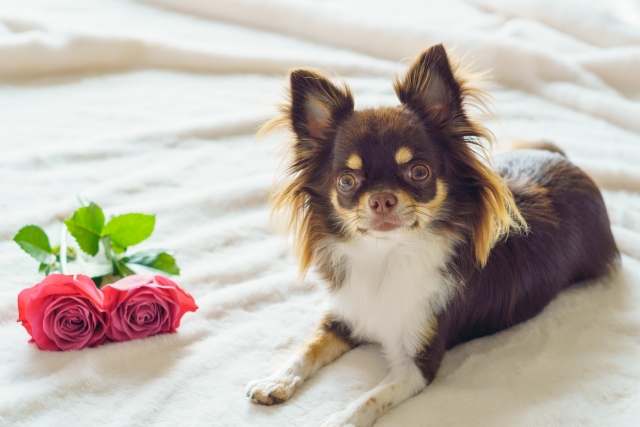 犬猫へのプレゼントの選び方：愛するペットに最高のギフトを