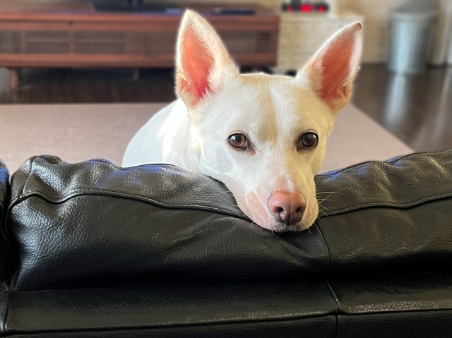 ペットのための住まいづくり：愛する犬猫と快適に暮らすためのアイデア集
