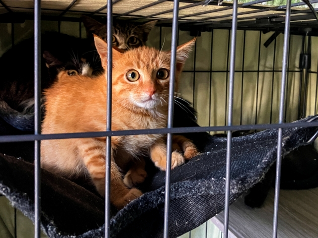 猫を保護したらどうする？飼い主さんのための完全ガイド