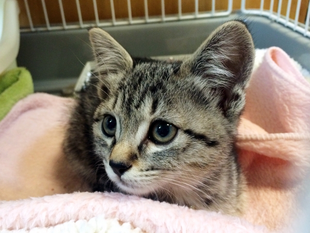 保護猫活動 ボランティアの現状について