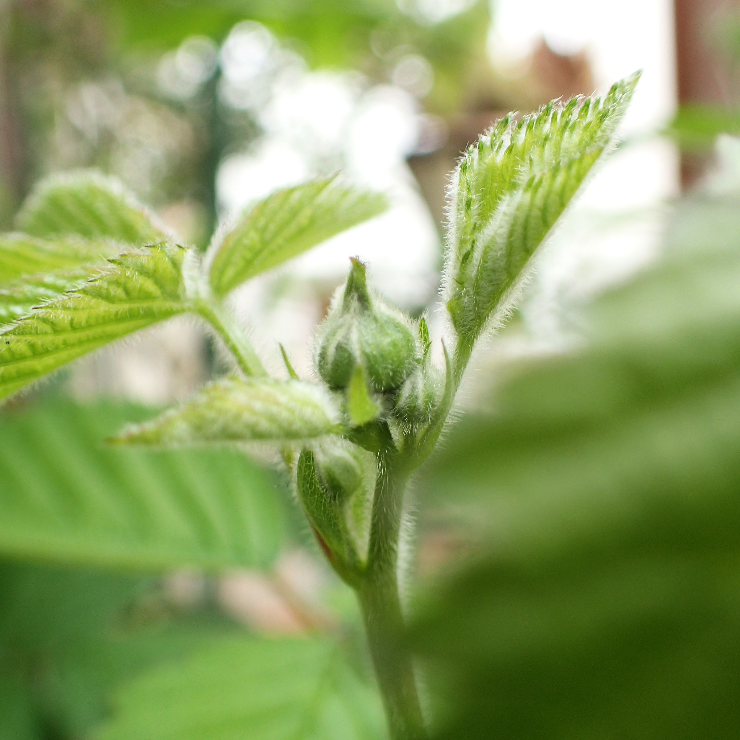 久々の、今日の植物たち