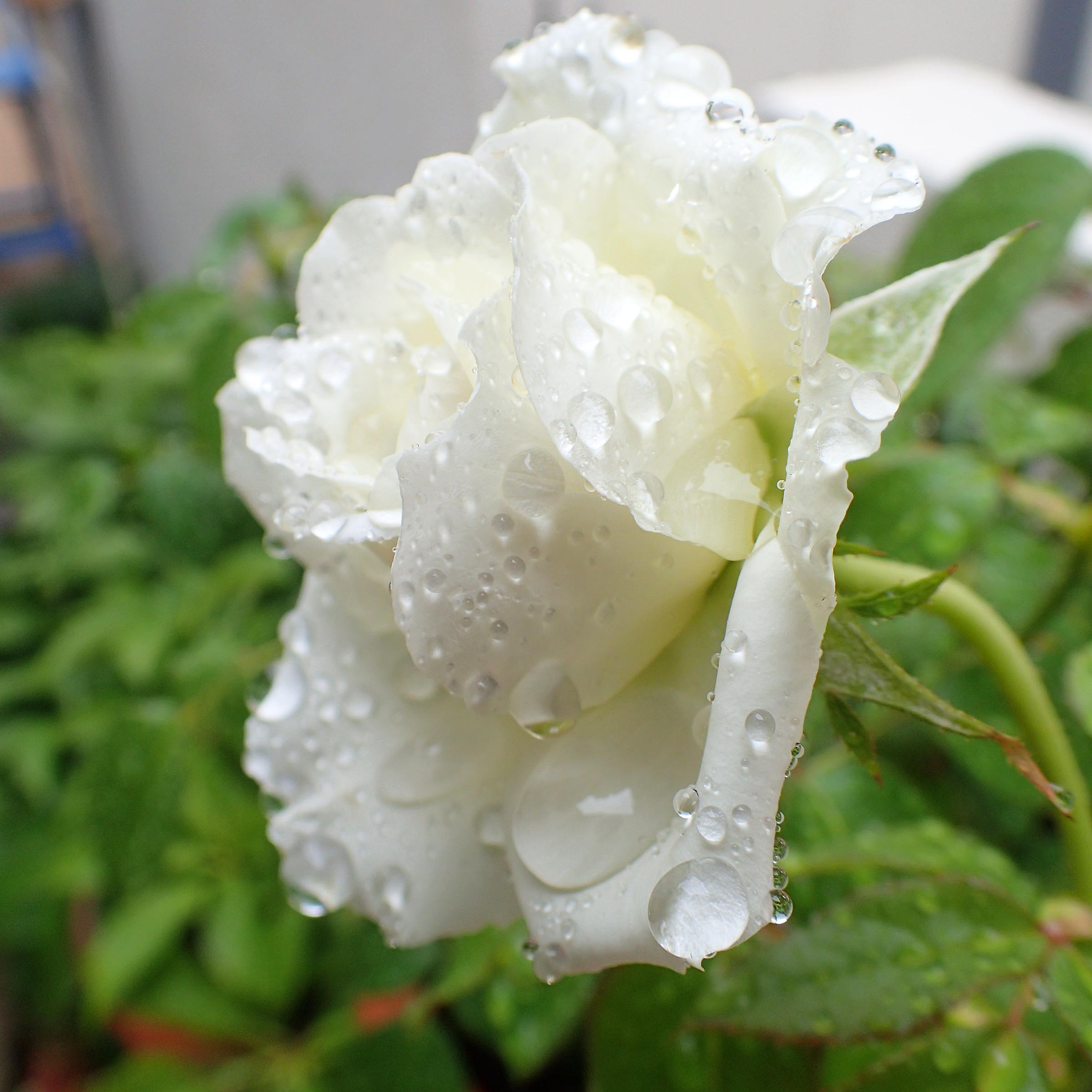 雨に濡れたボレロの香りと虹のネックレス