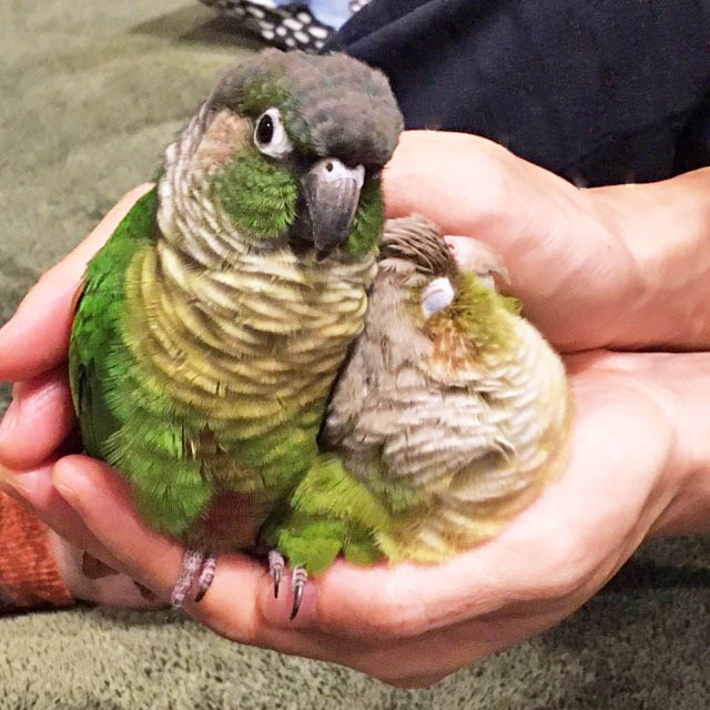 我が家のインコたちの話