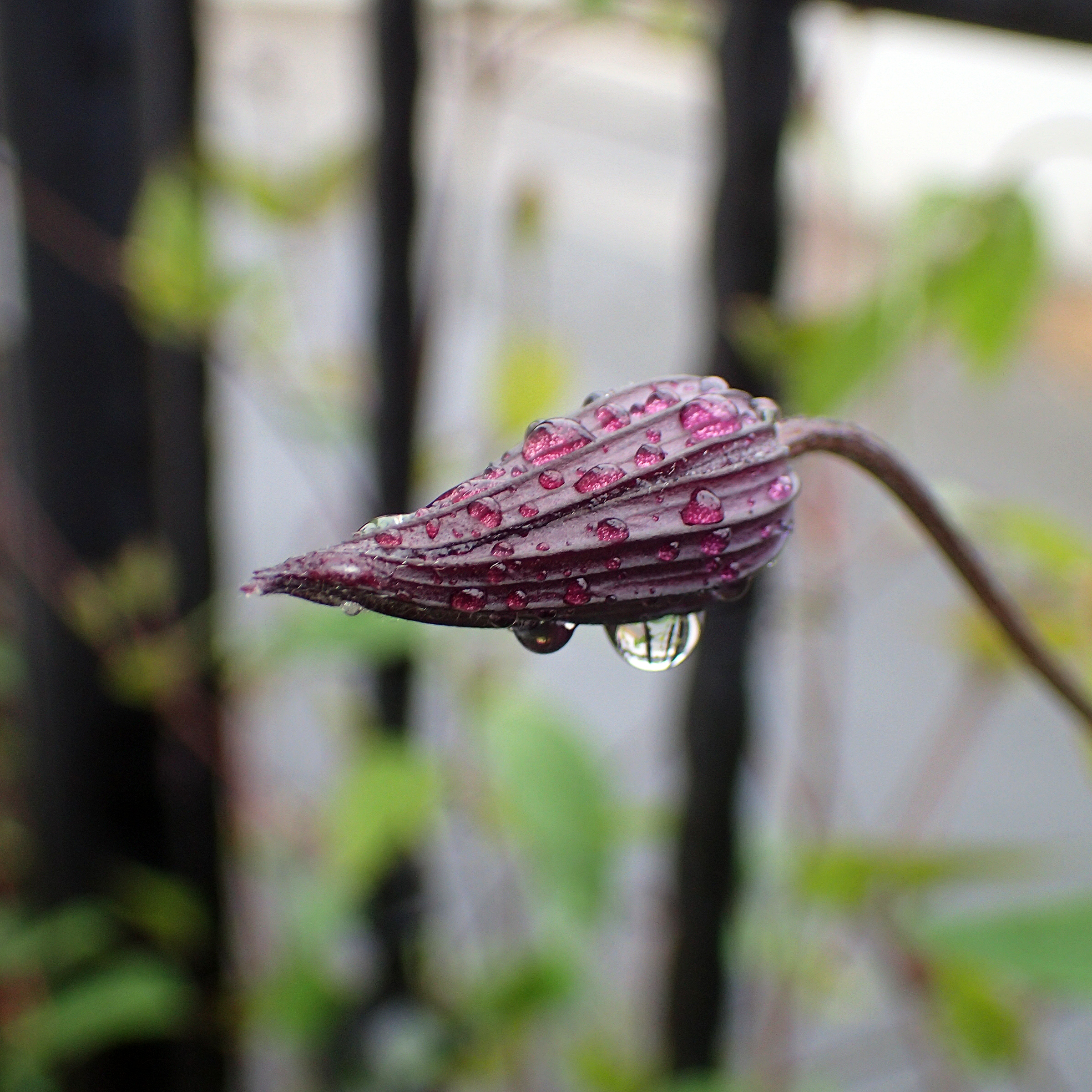 春雨