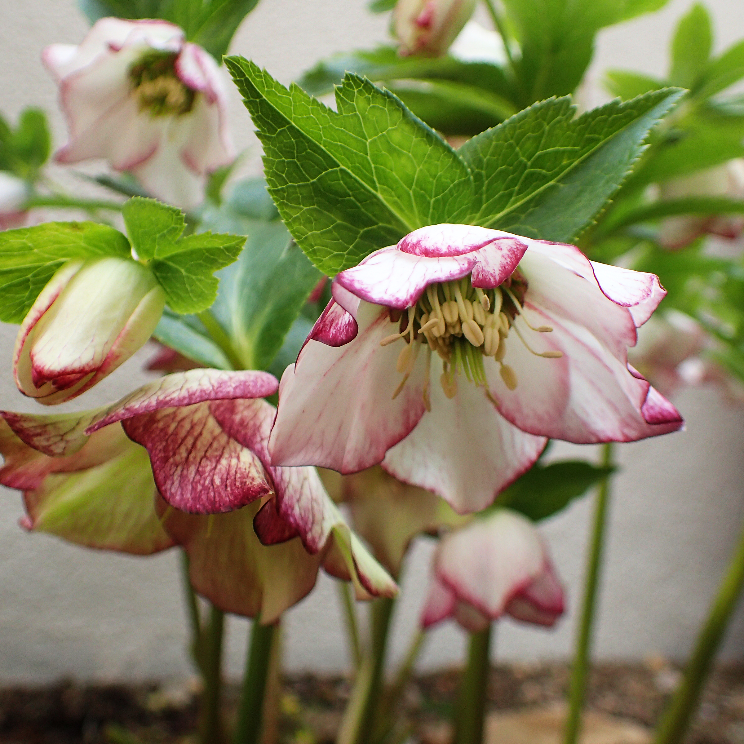 お誕生日＆デトックス